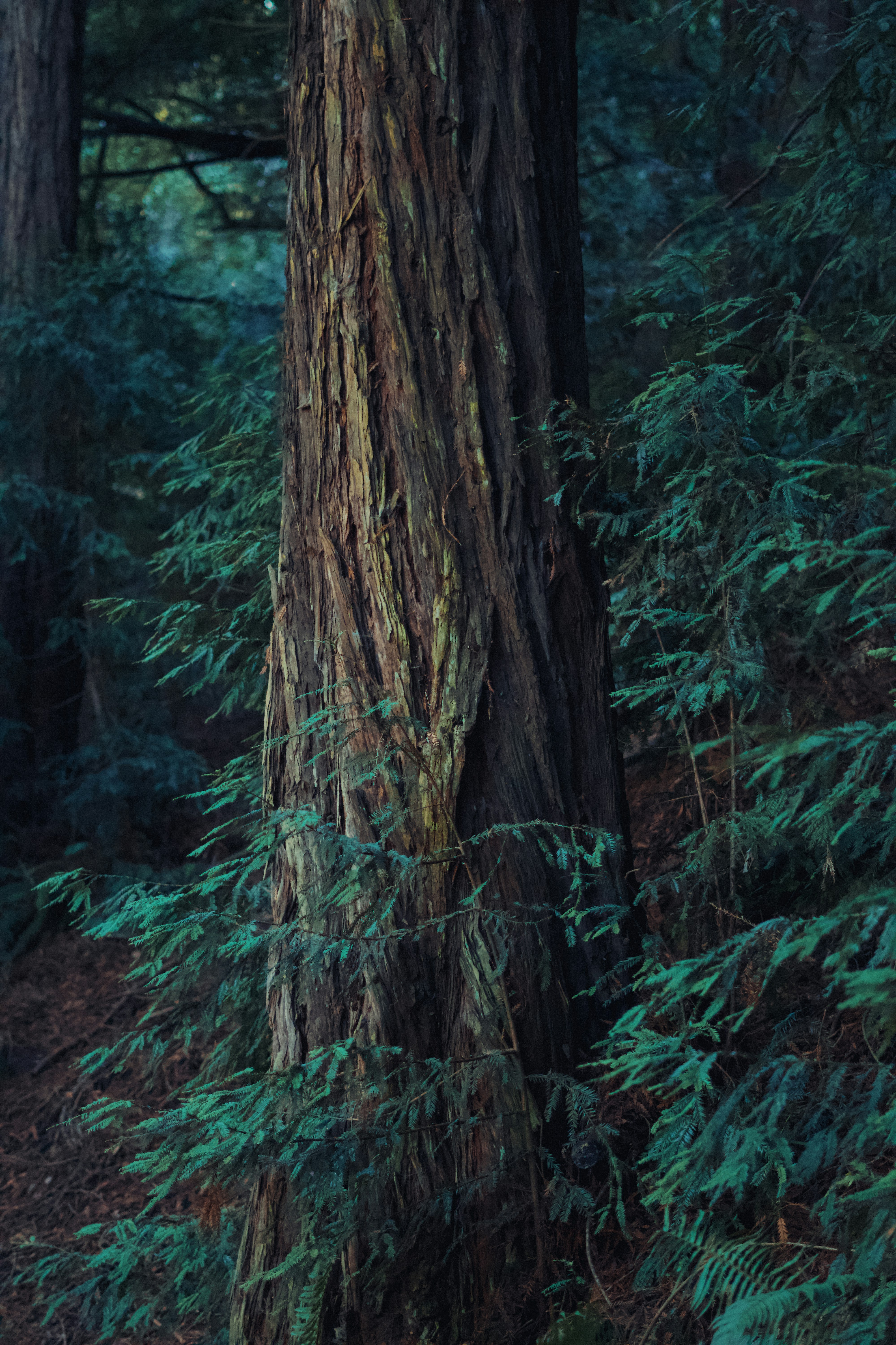 A bear walking through a forest next to a tall tree