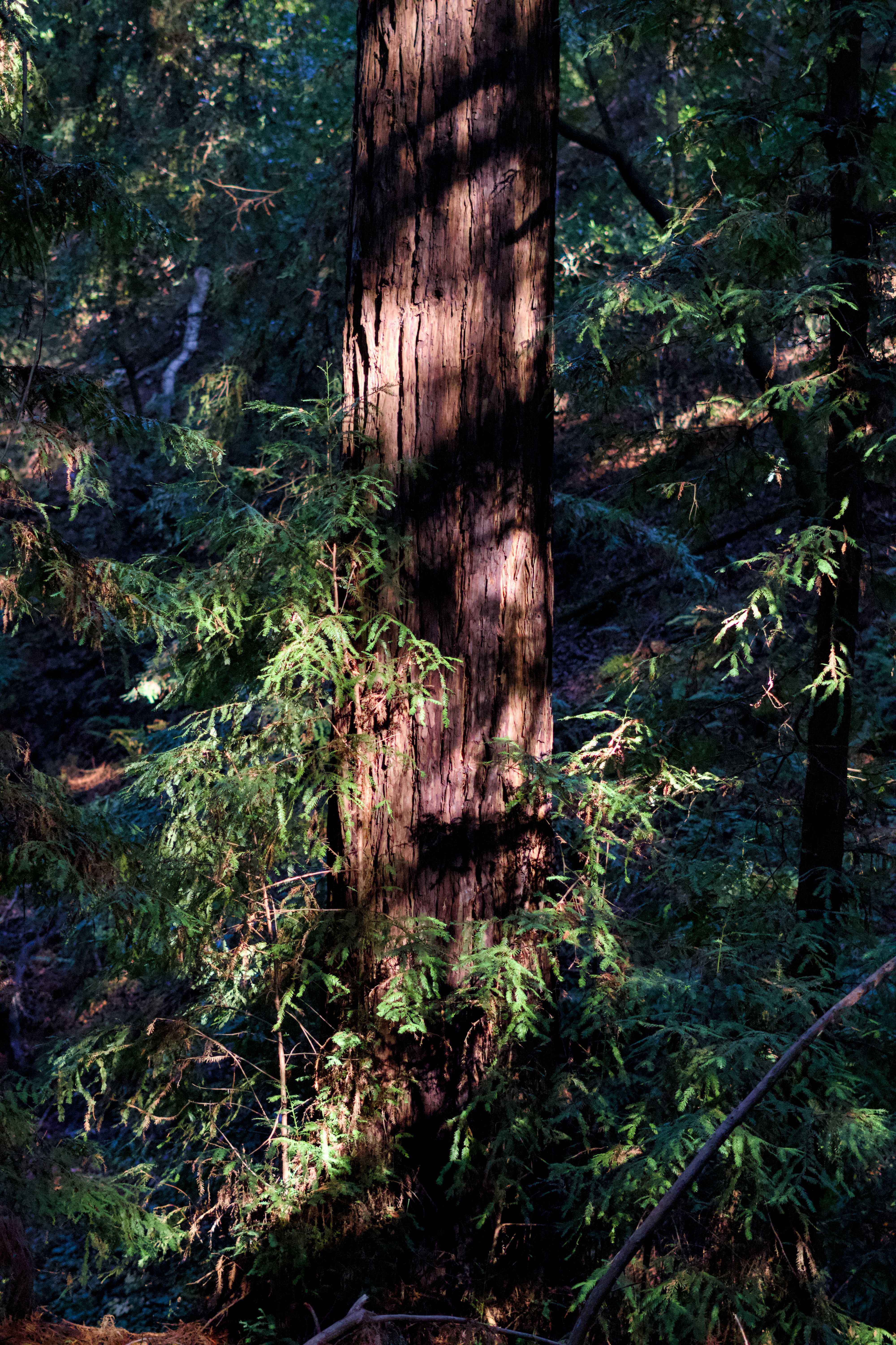 A bear standing in the middle of a forest