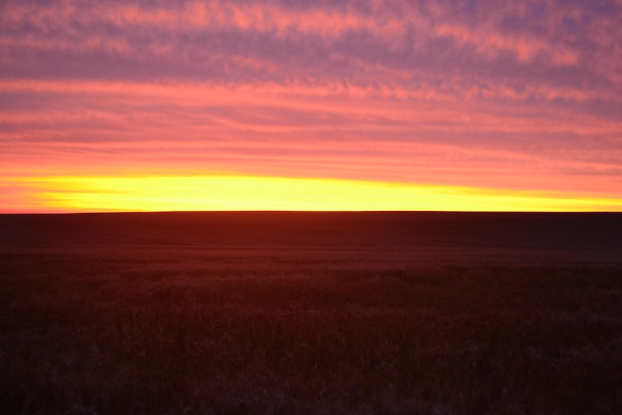 The sun is setting over a field of grass