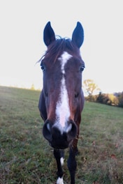 A brown horse standing on top of a lush green field