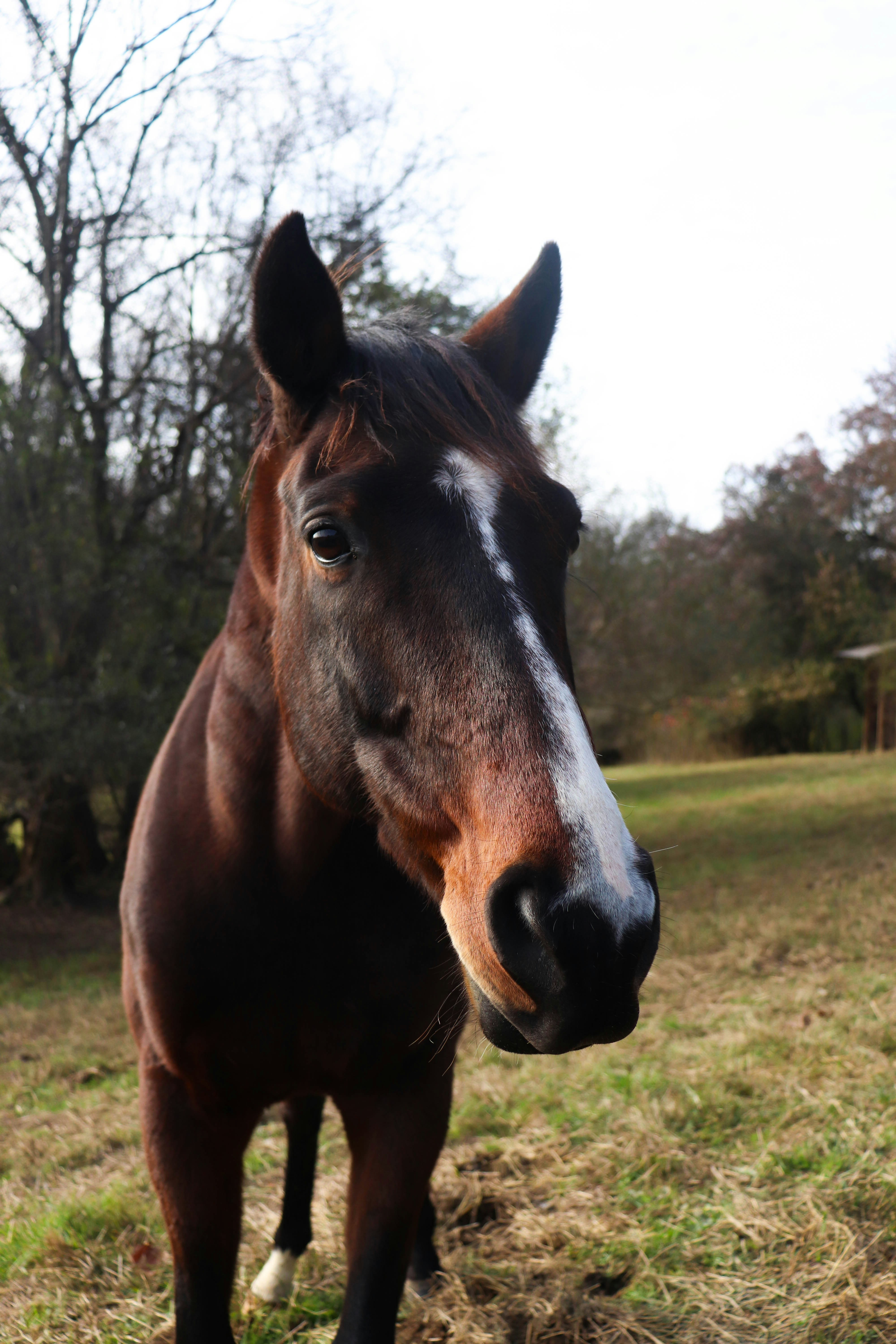 Caballos