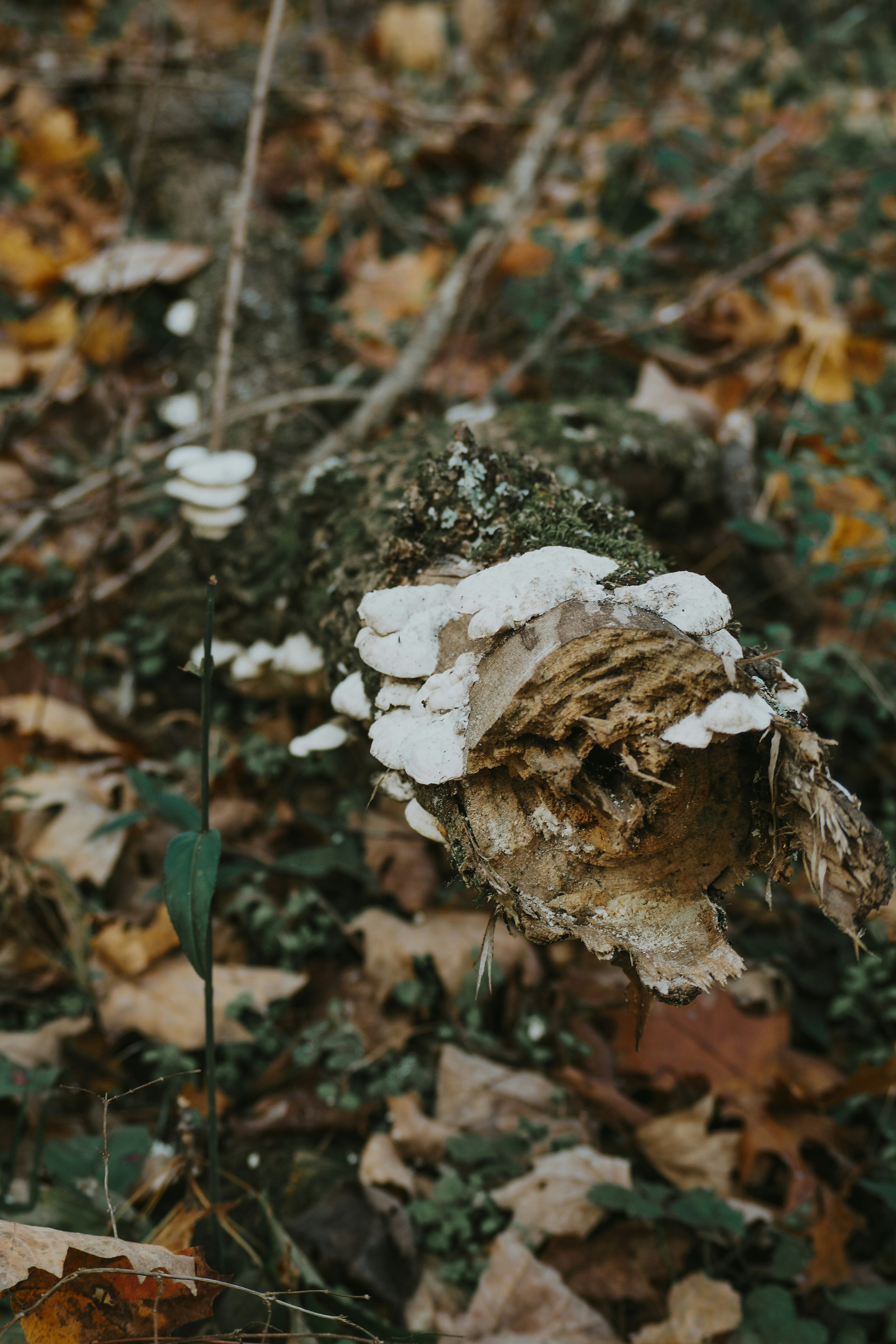 Photo by fieldworkframes