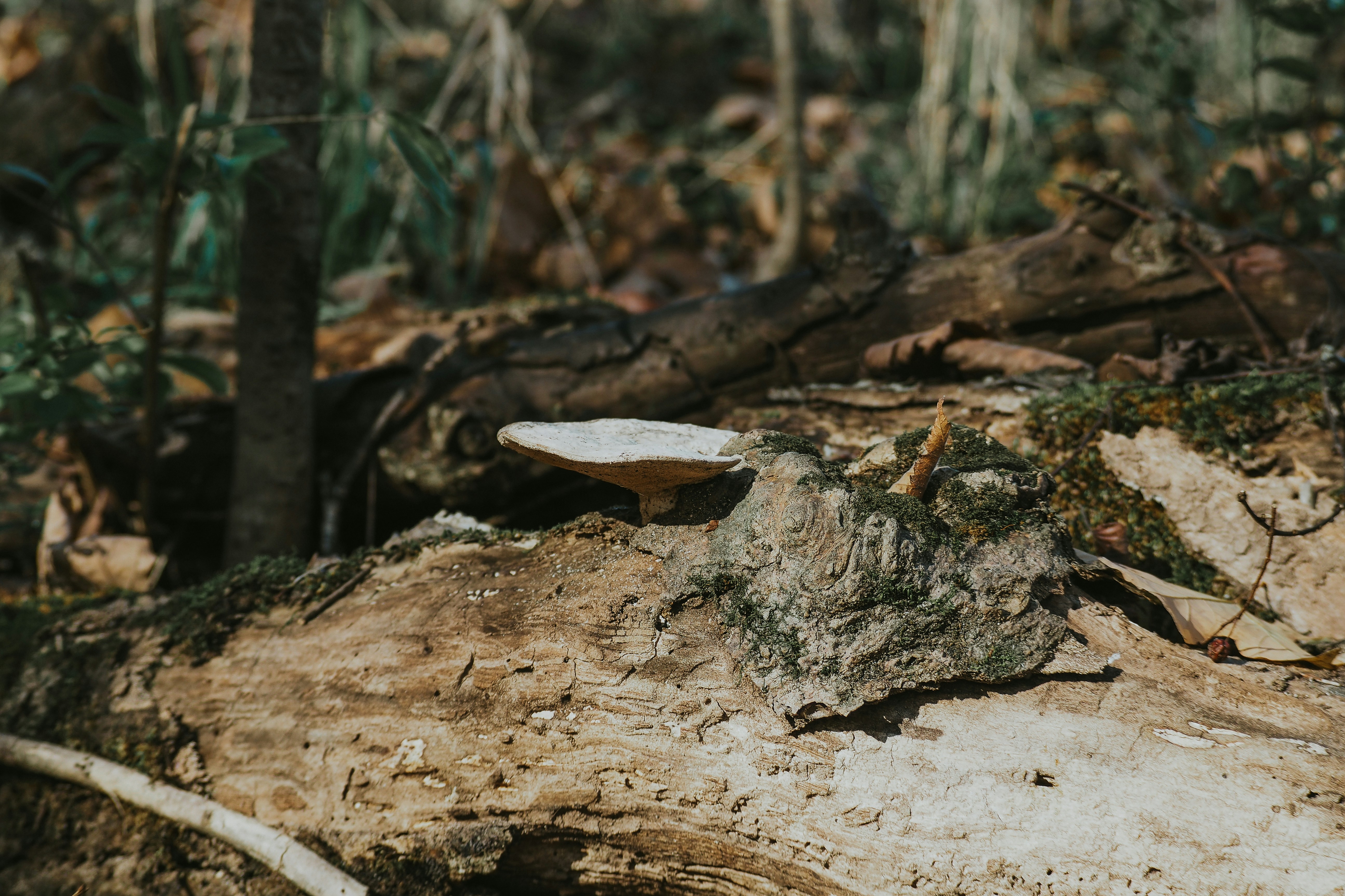 Photo by fieldworkframes