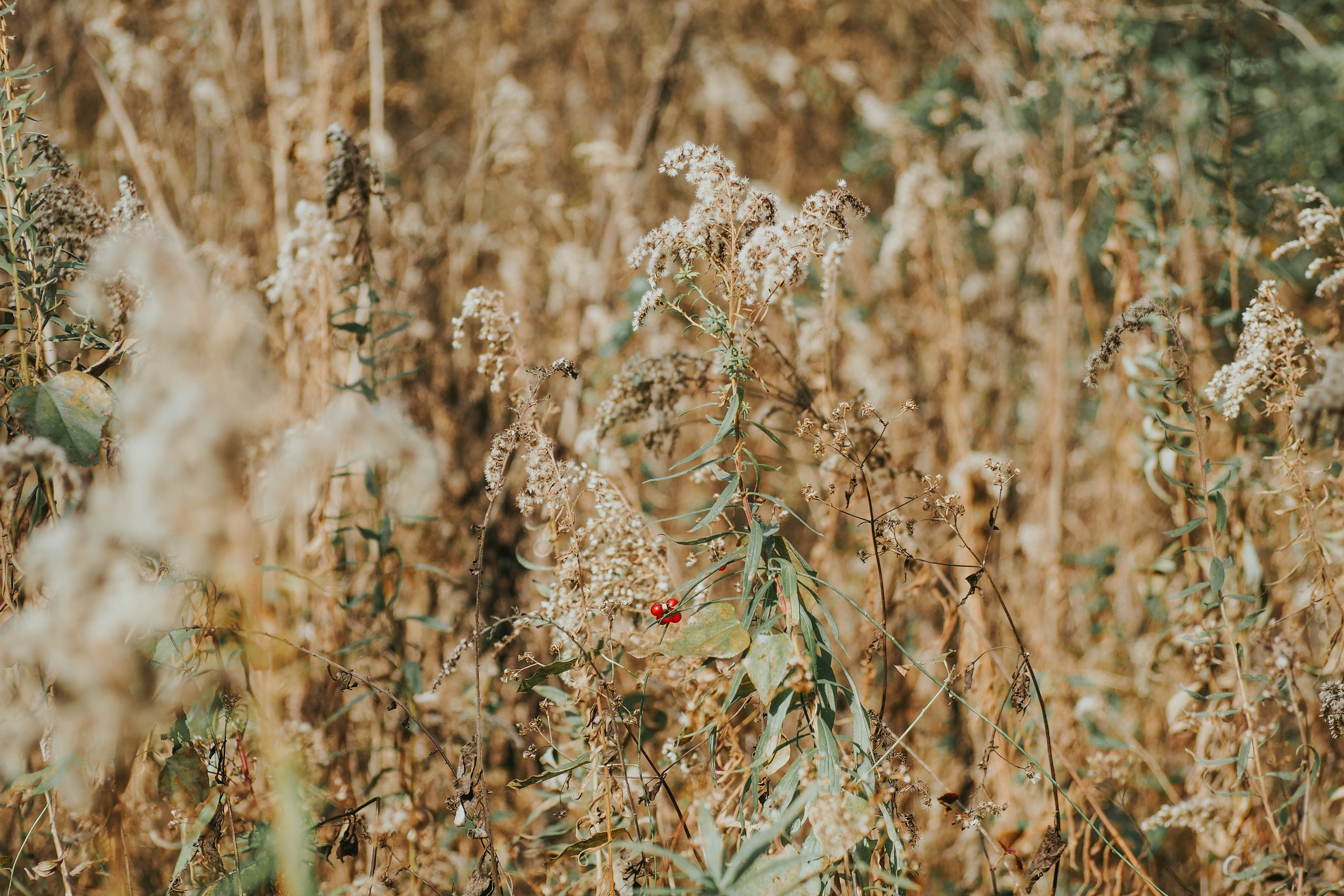 Photo by fieldworkframes