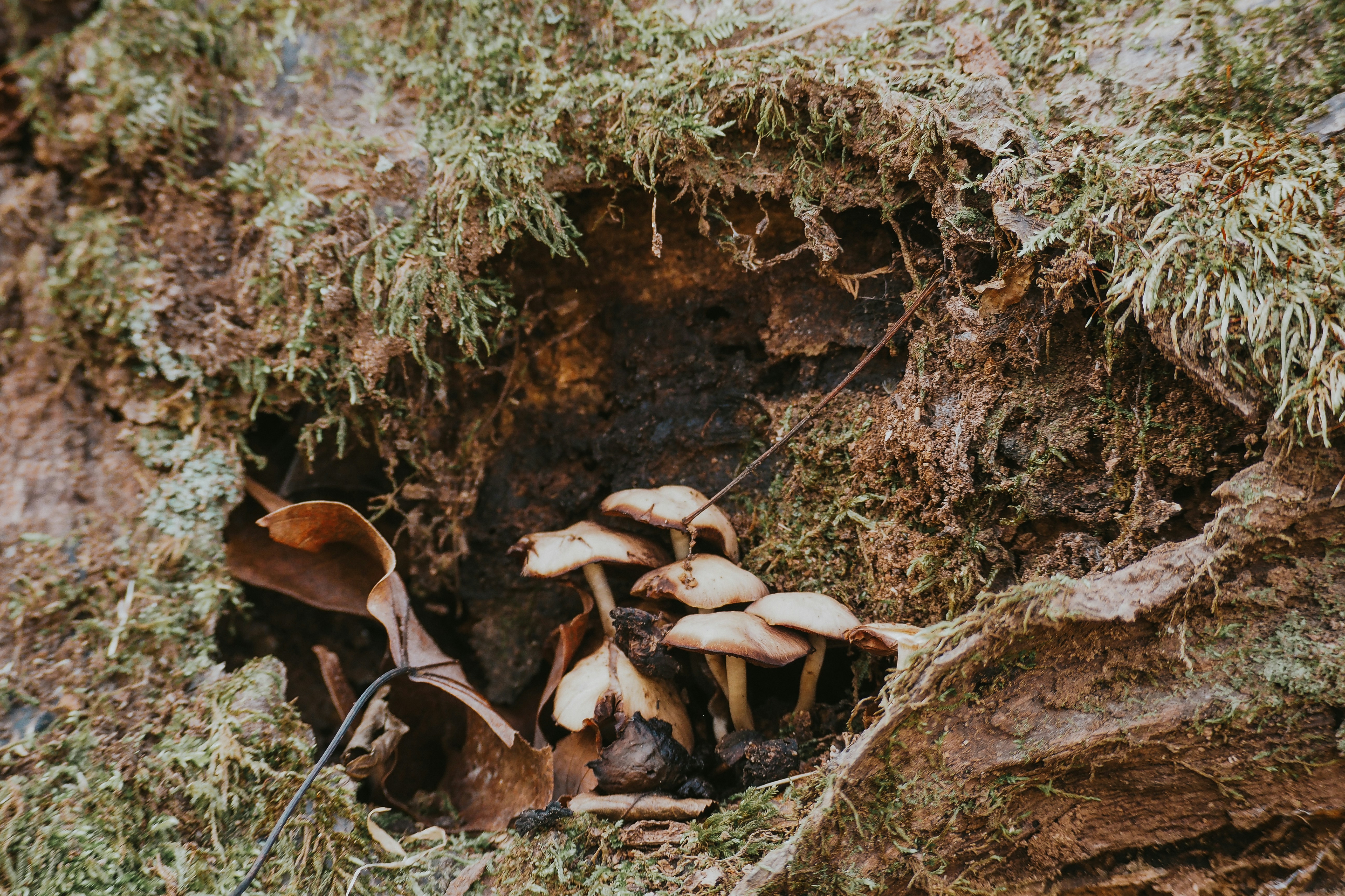The Hidden Foundation of Mountain Life (image credits: unsplash)