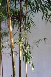 A group of bamboo trees in front of a white wall