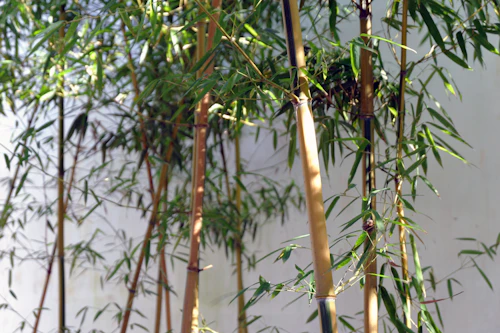 健康な植栽