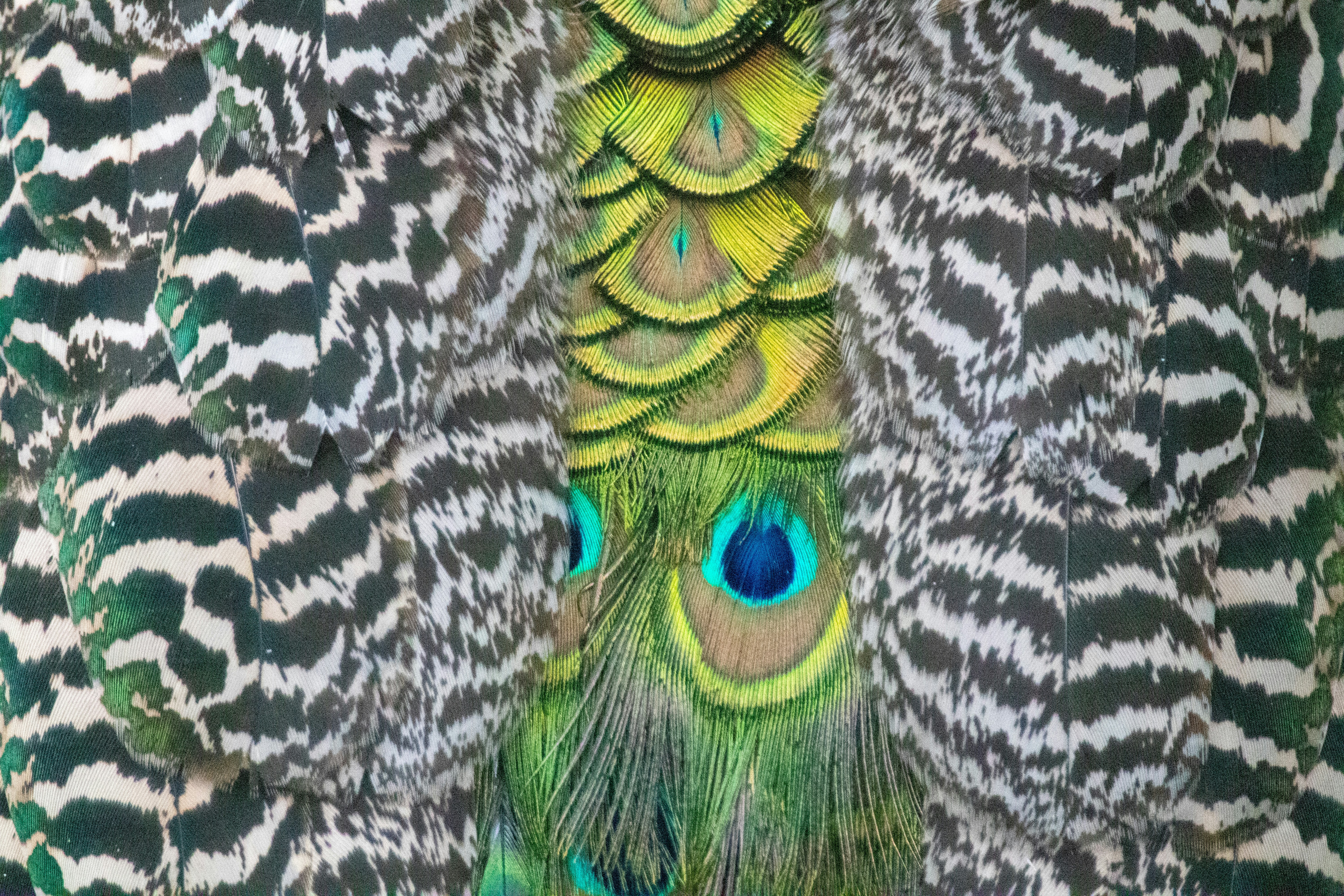 Un primer plano de las plumas y plumas de un pavo real