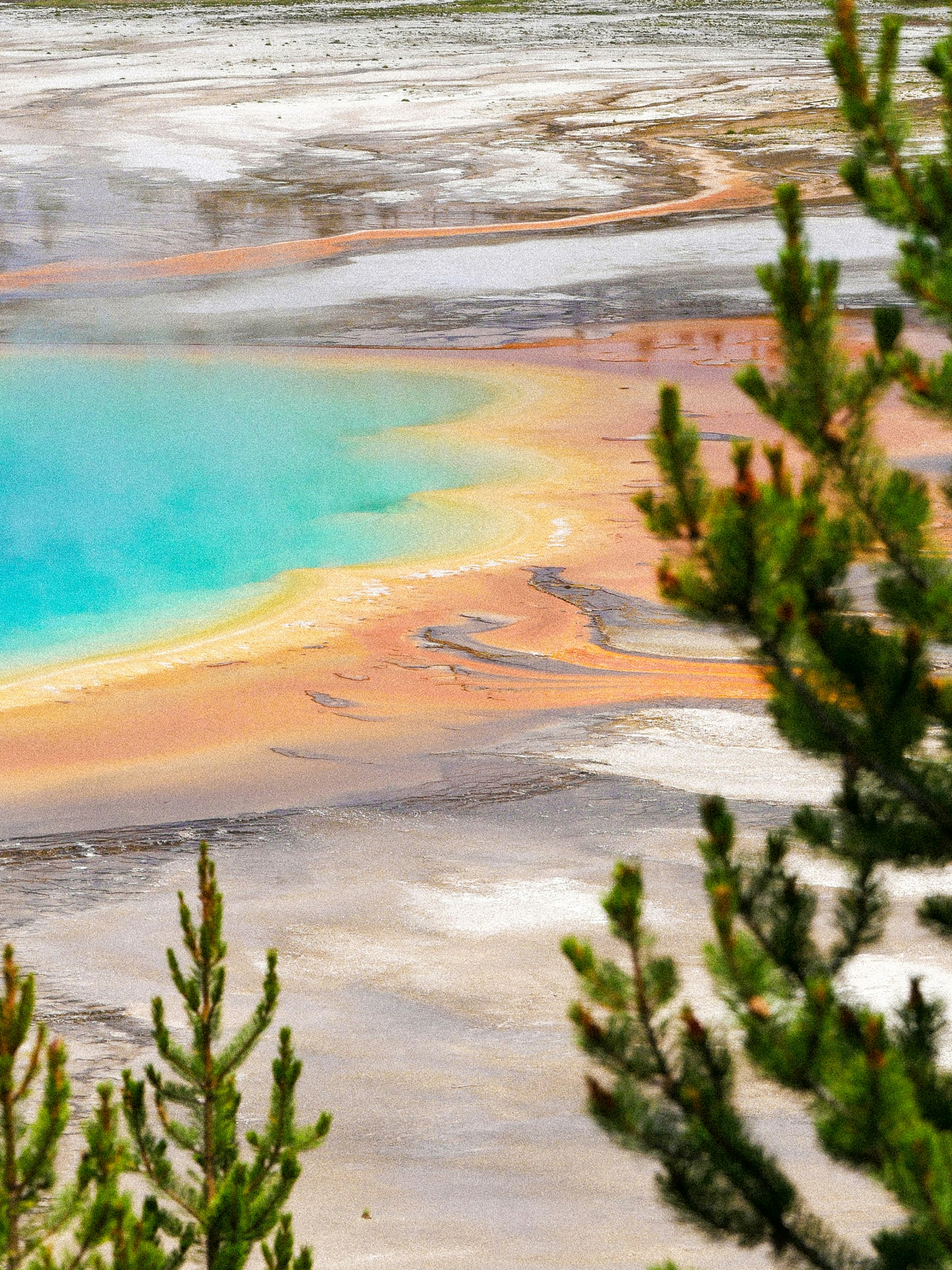 A large body of water surrounded by trees