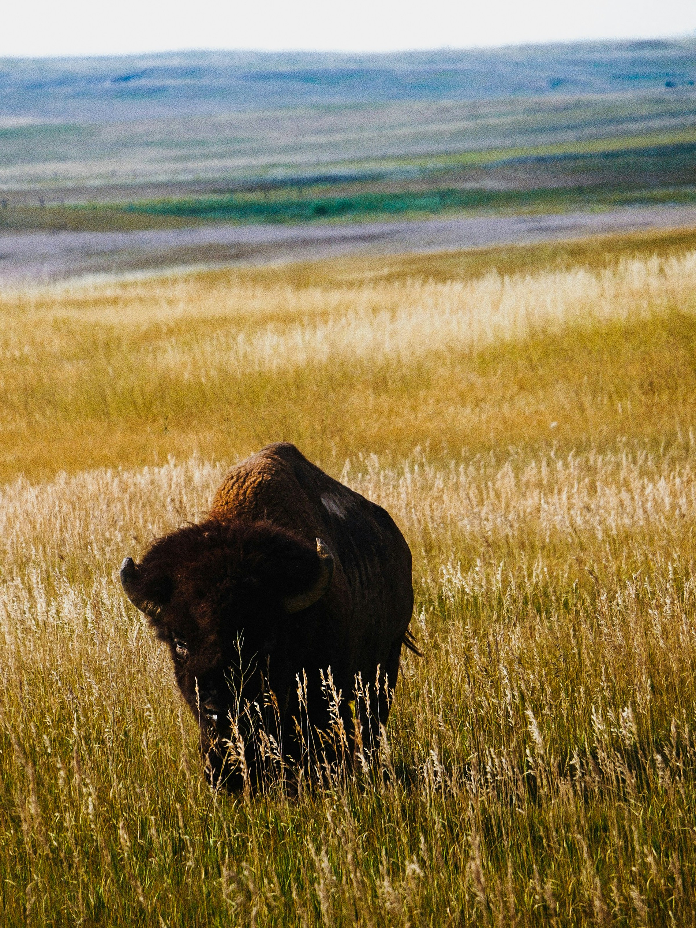 A bison standing in a field of tall grass