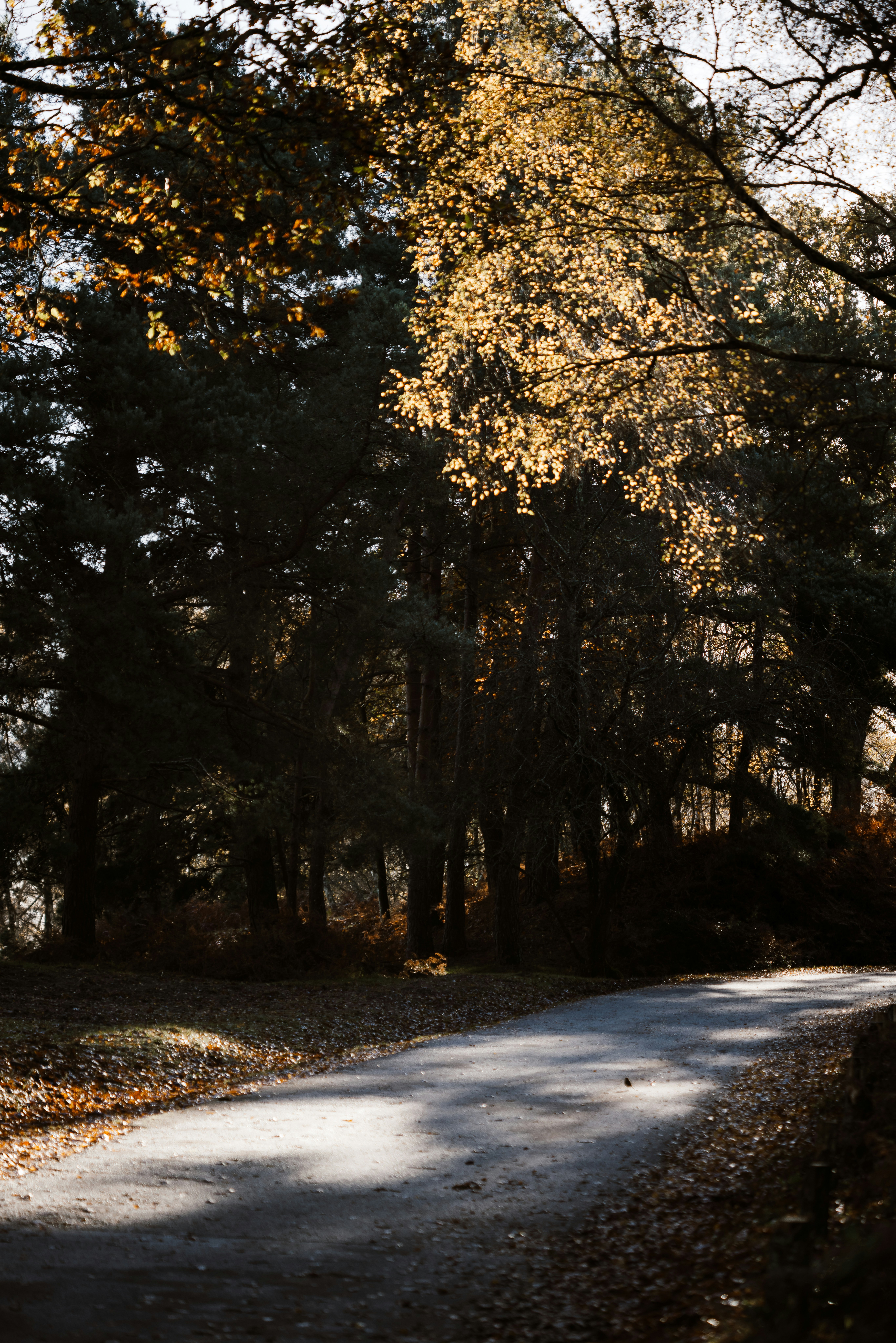 Photo by anniespratt