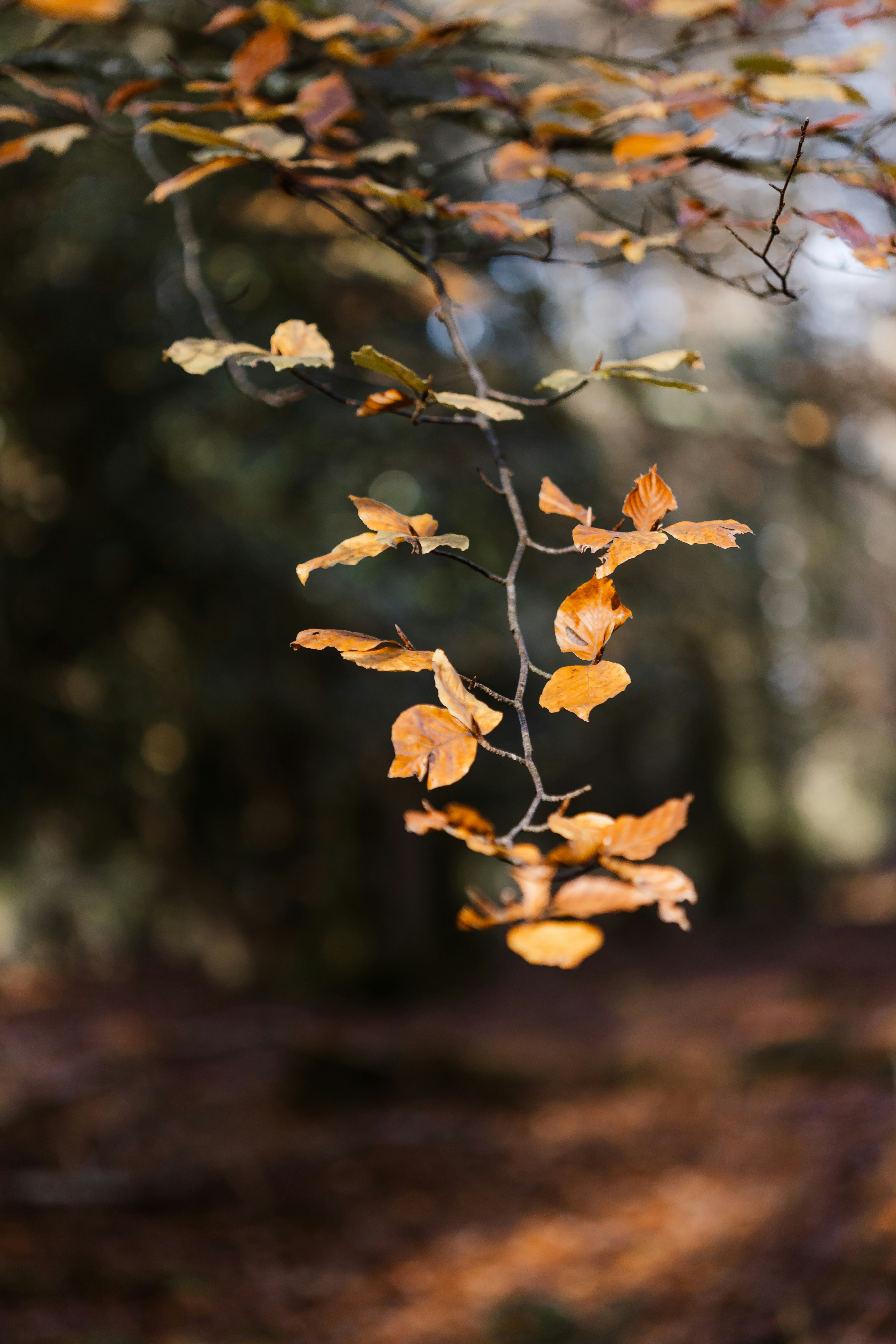 Photo by anniespratt