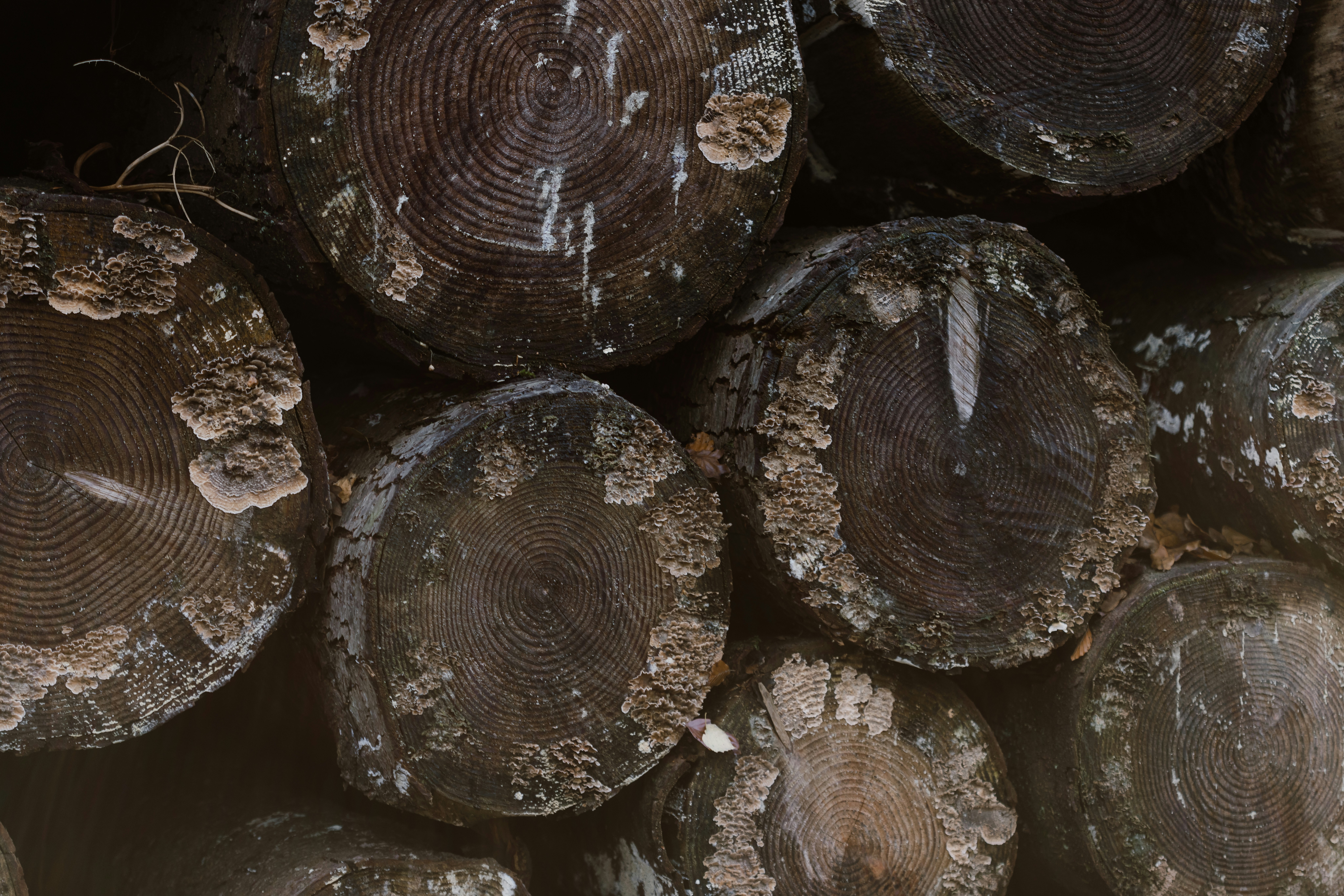 Photo by anniespratt