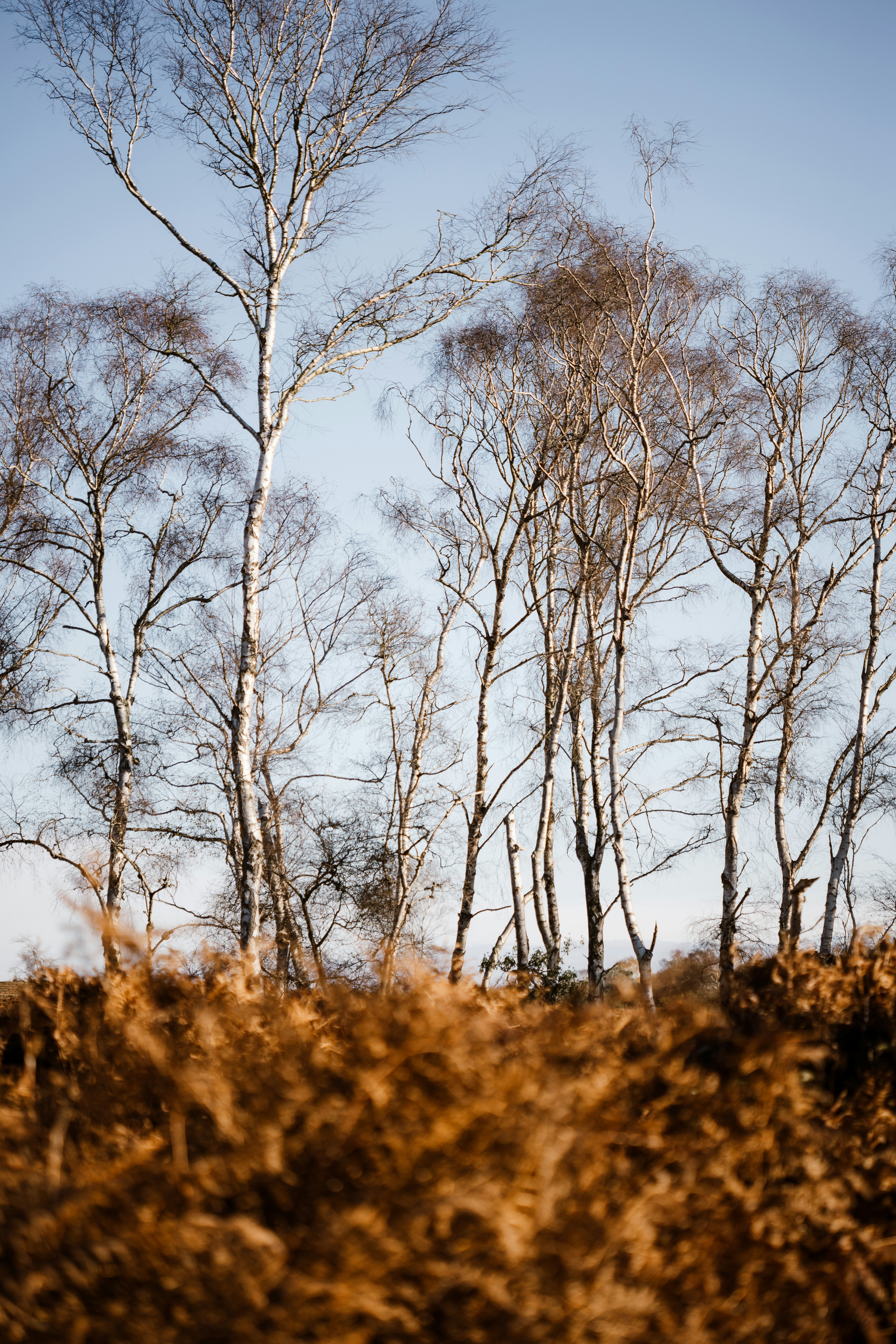 Photo by anniespratt