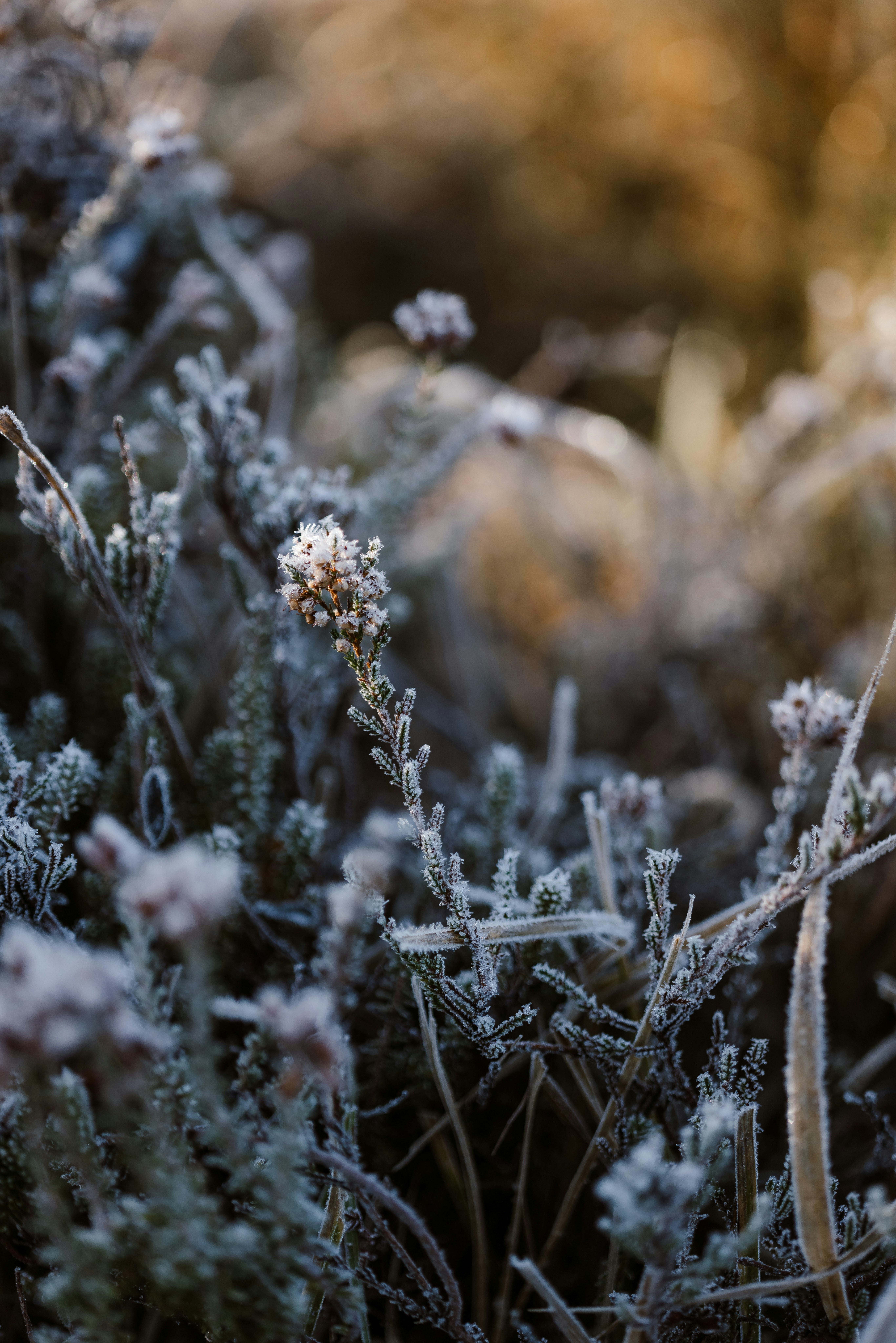 Photo by anniespratt