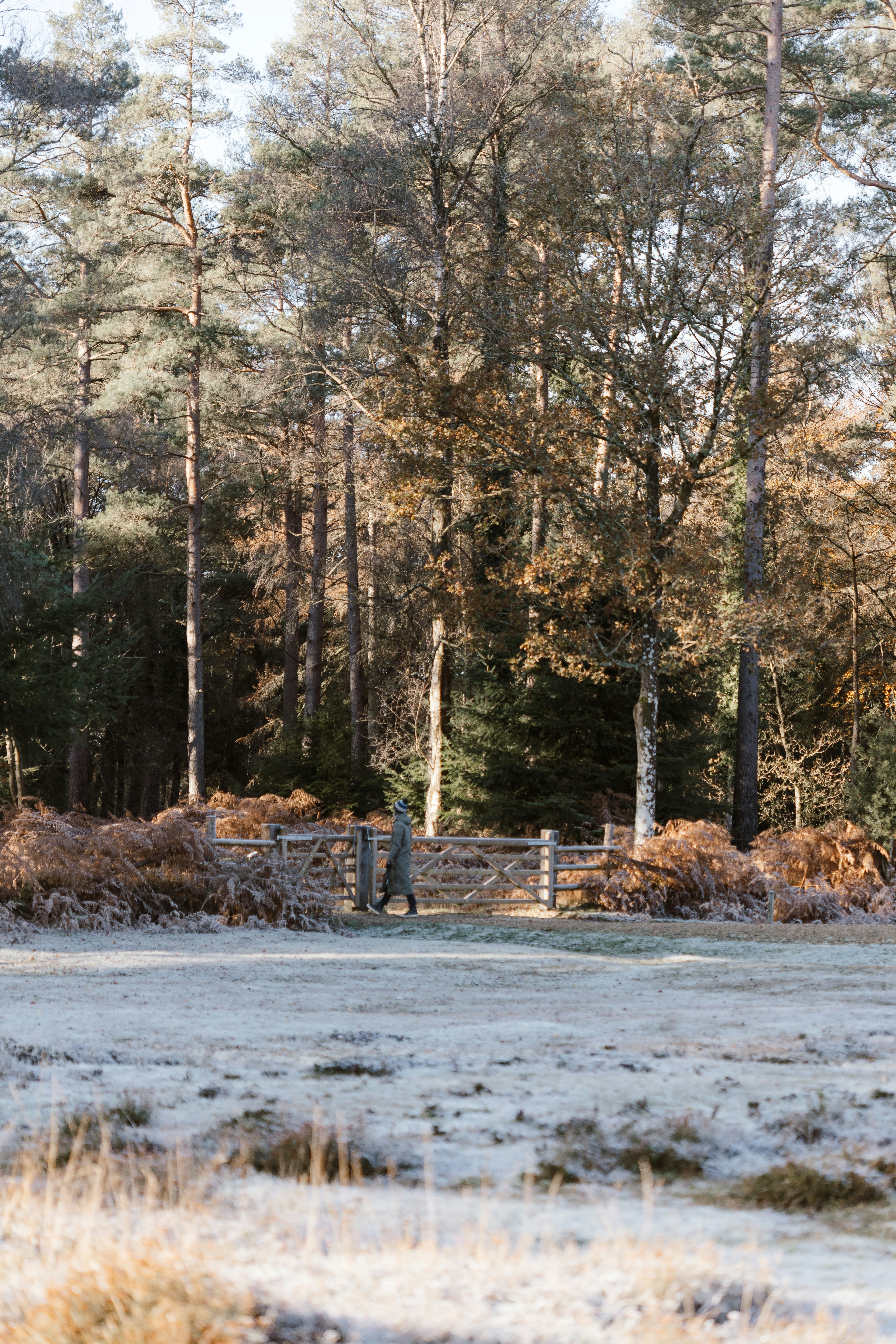 A horse standing in a snowy field with trees in the background