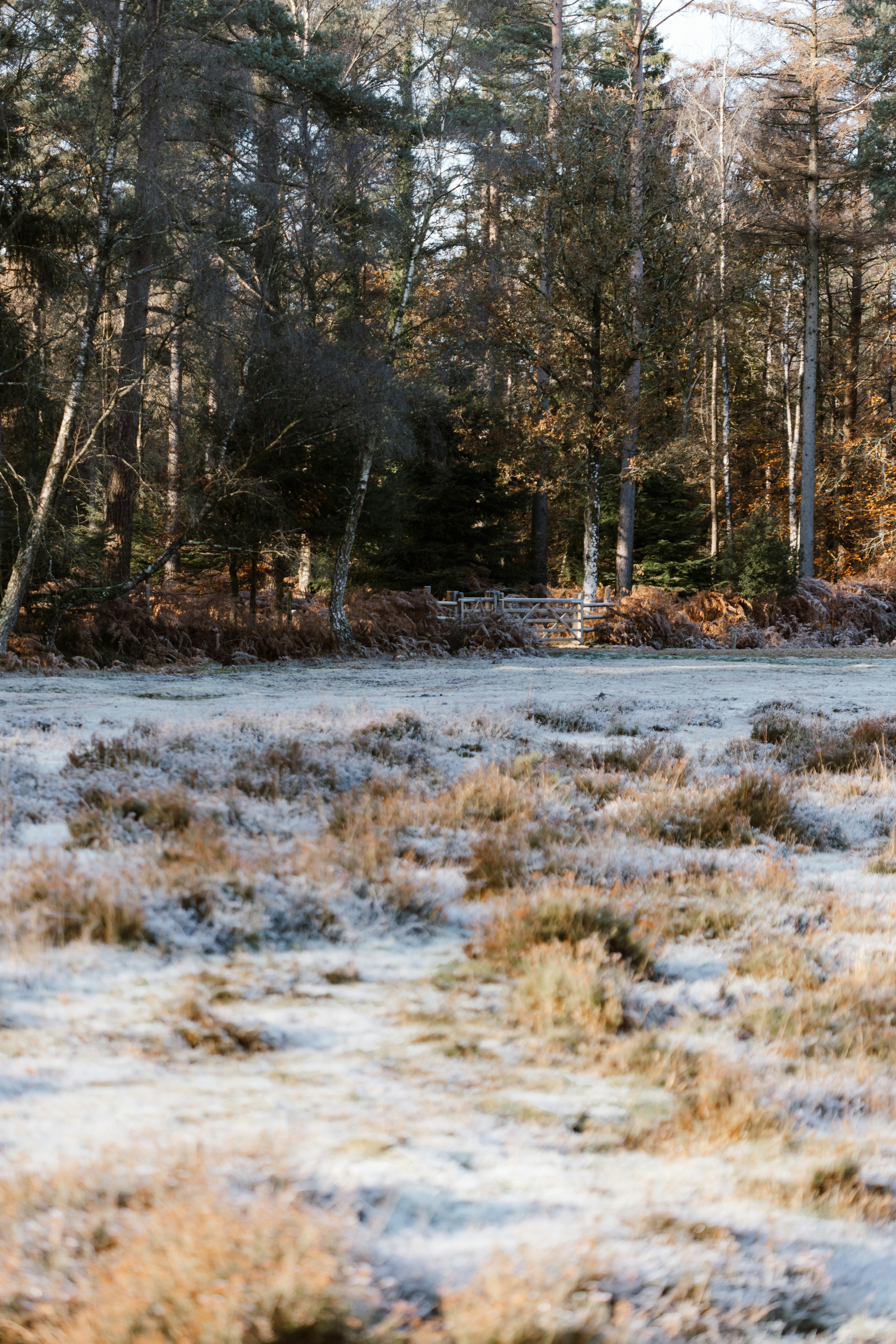 A field covered in snow next to a forest
