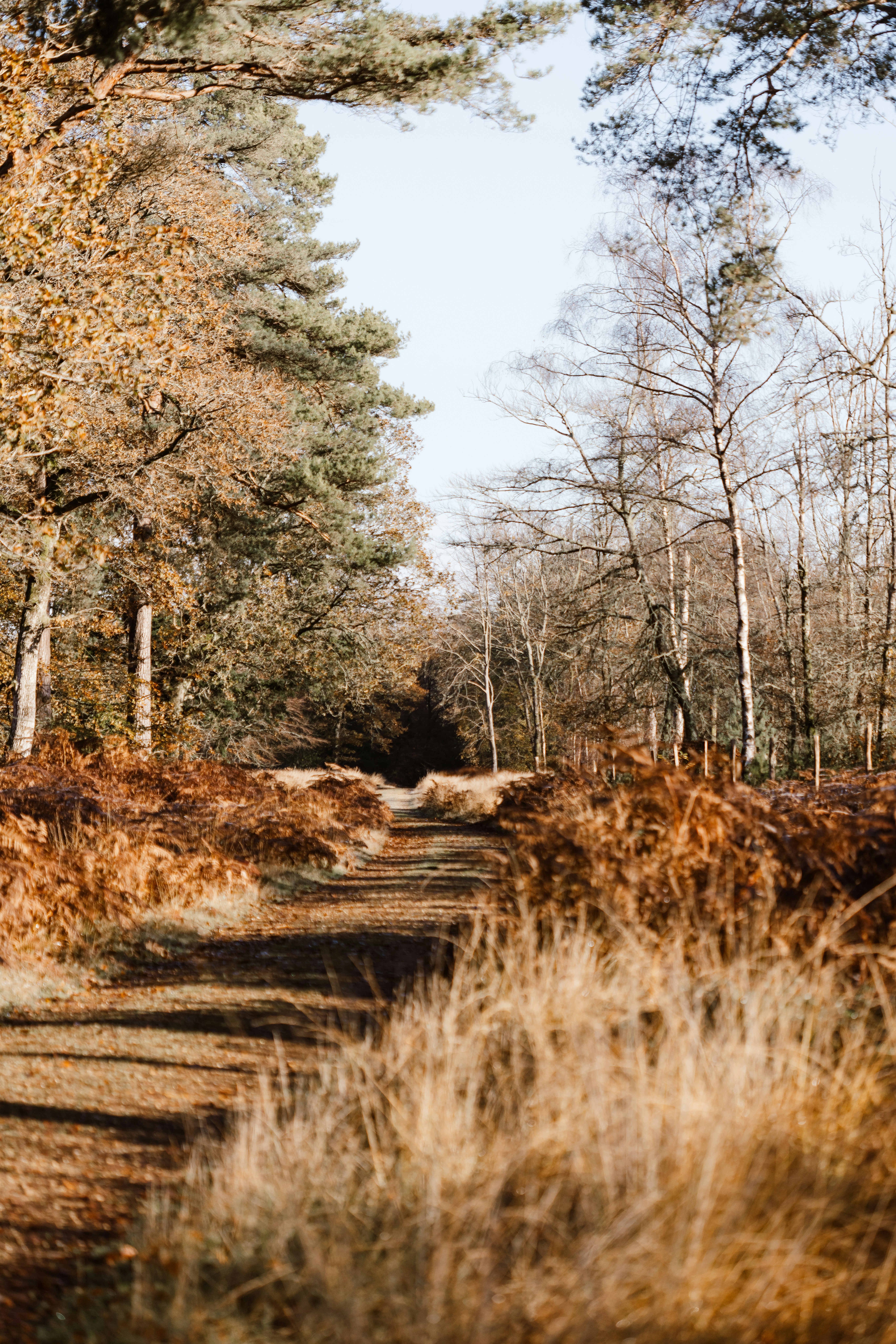 A dirt road surrounded by tall grass and trees