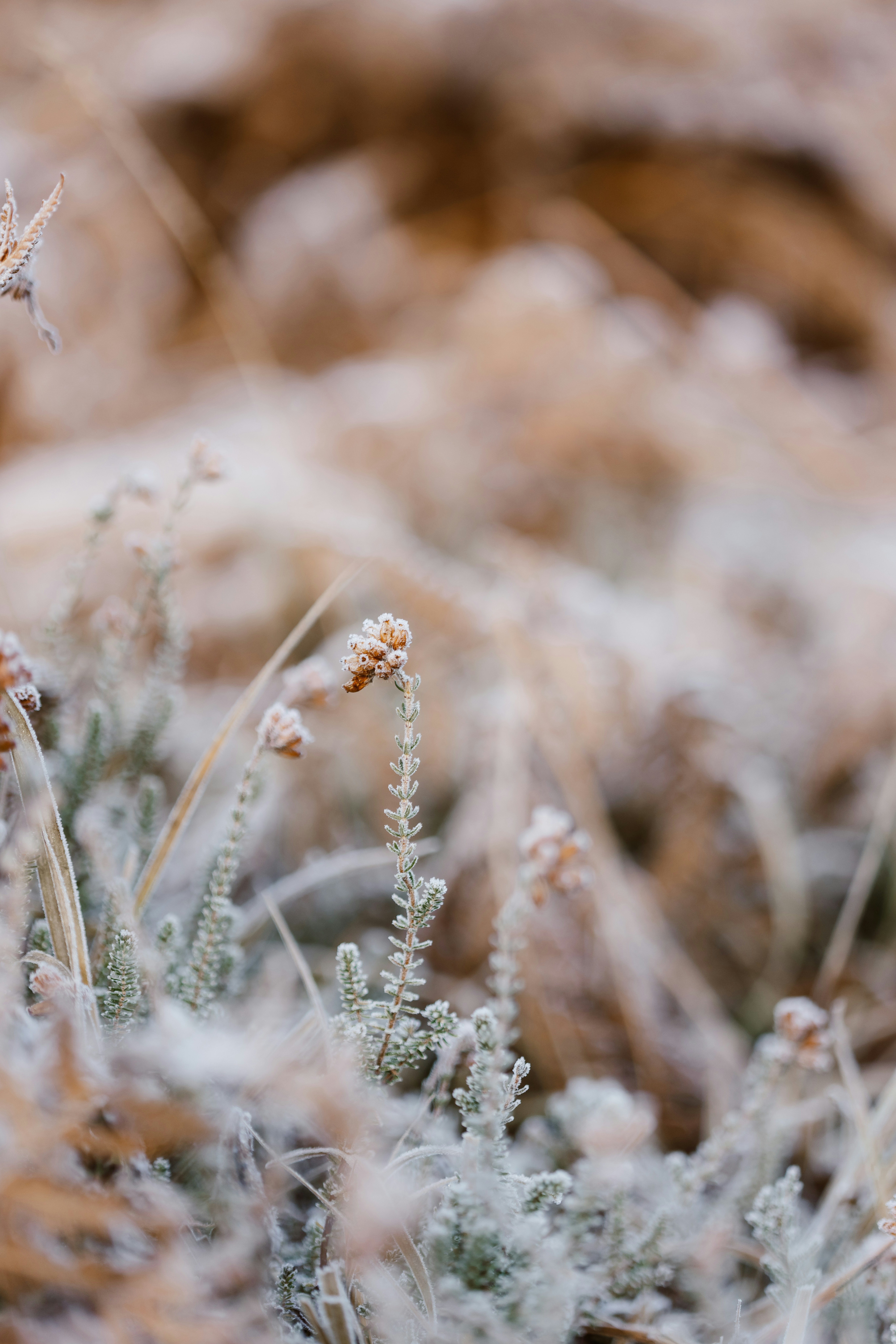 A small bird sitting on top of a grass covered field
