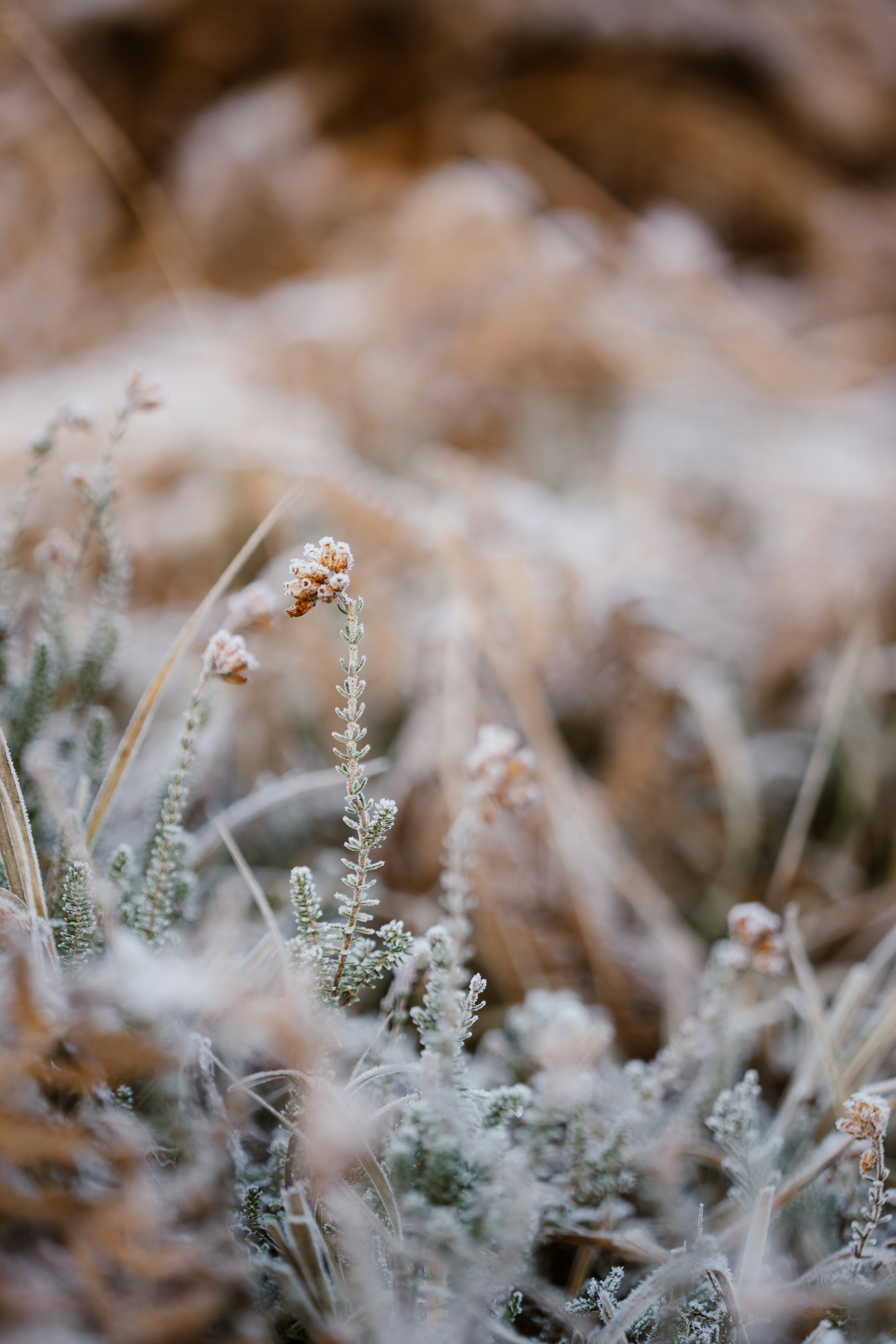 A close up of a plant with frost on it