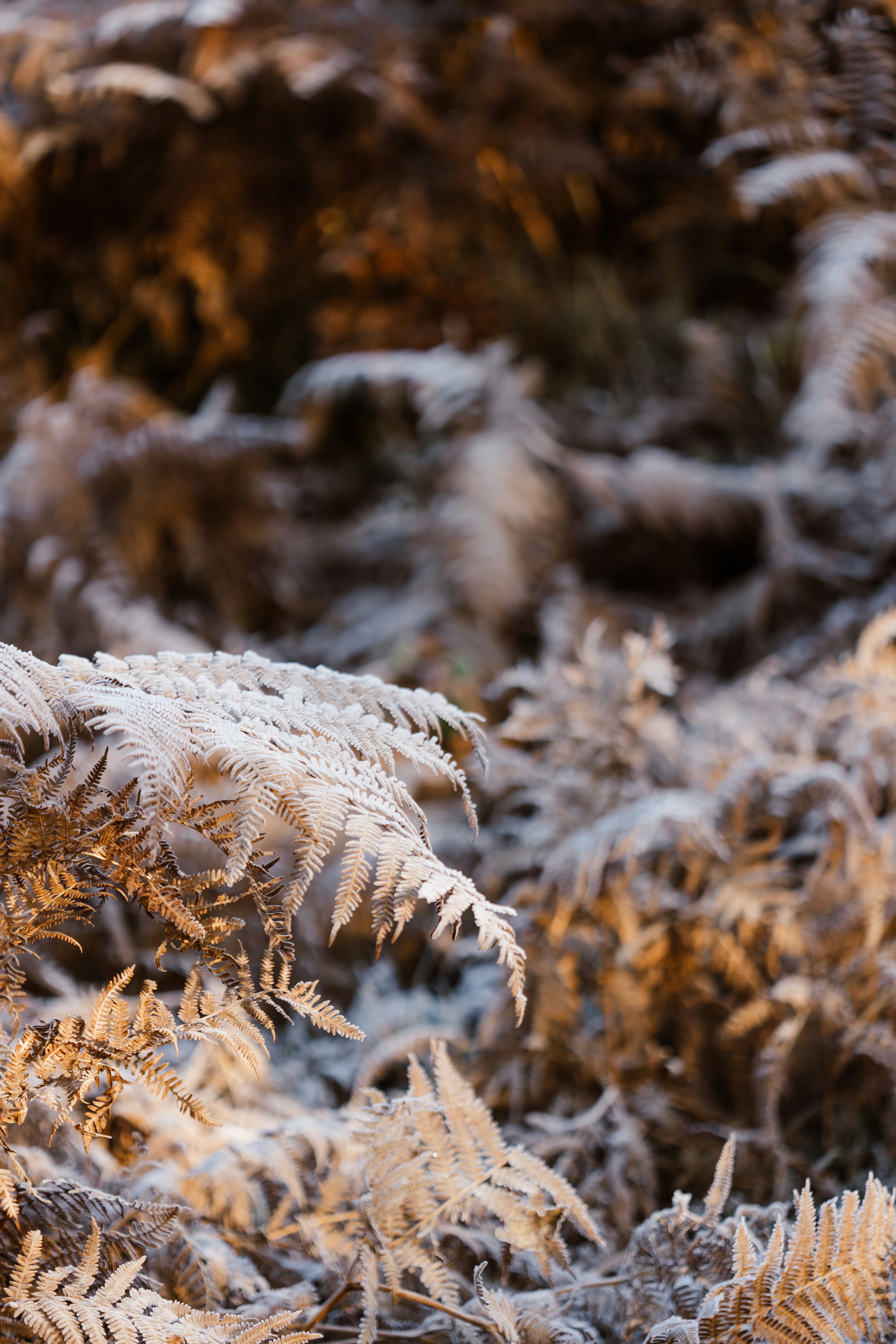 A bunch of plants that are covered in snow