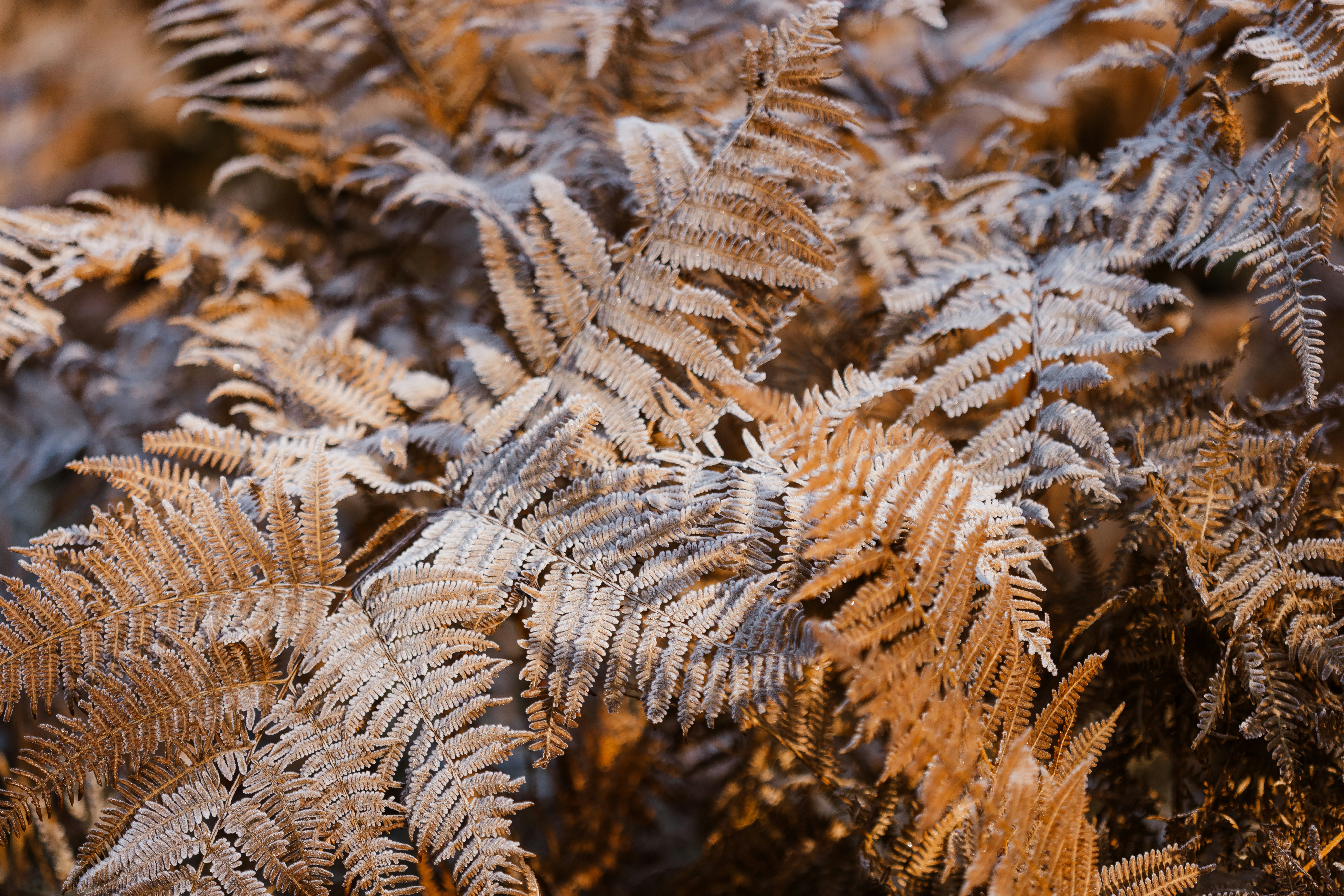 Photo by anniespratt