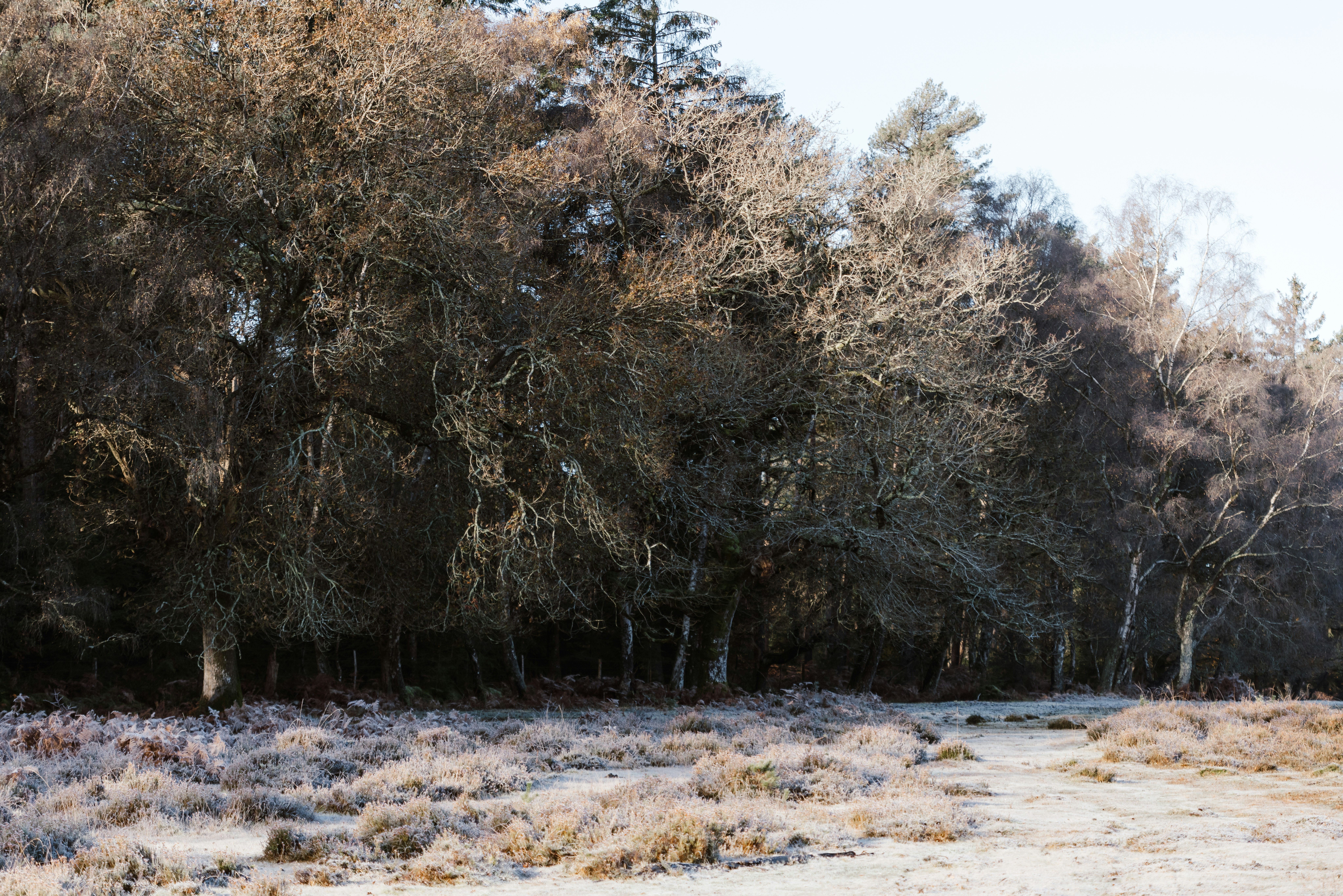 A group of trees in the middle of a field