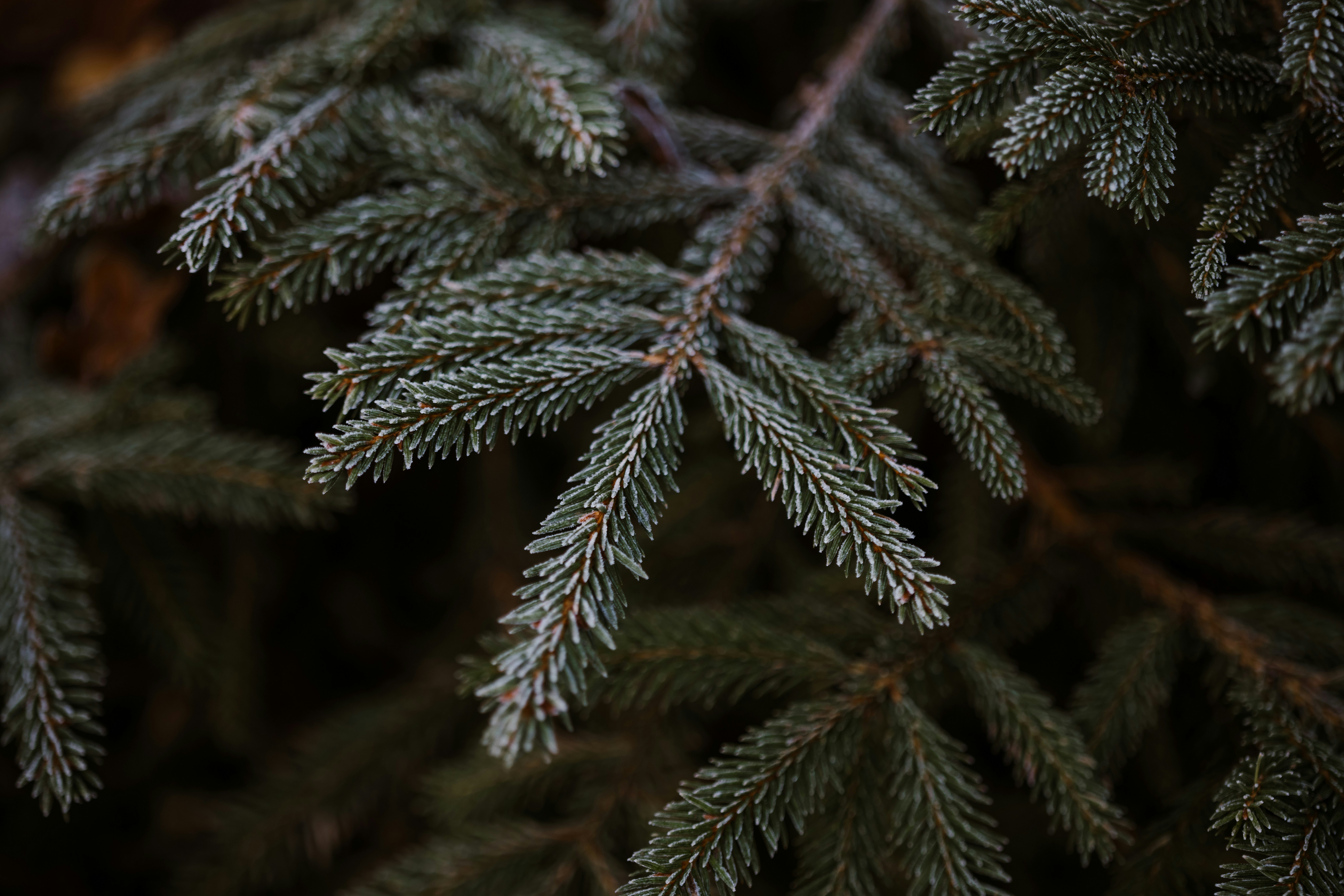 Photo by anniespratt