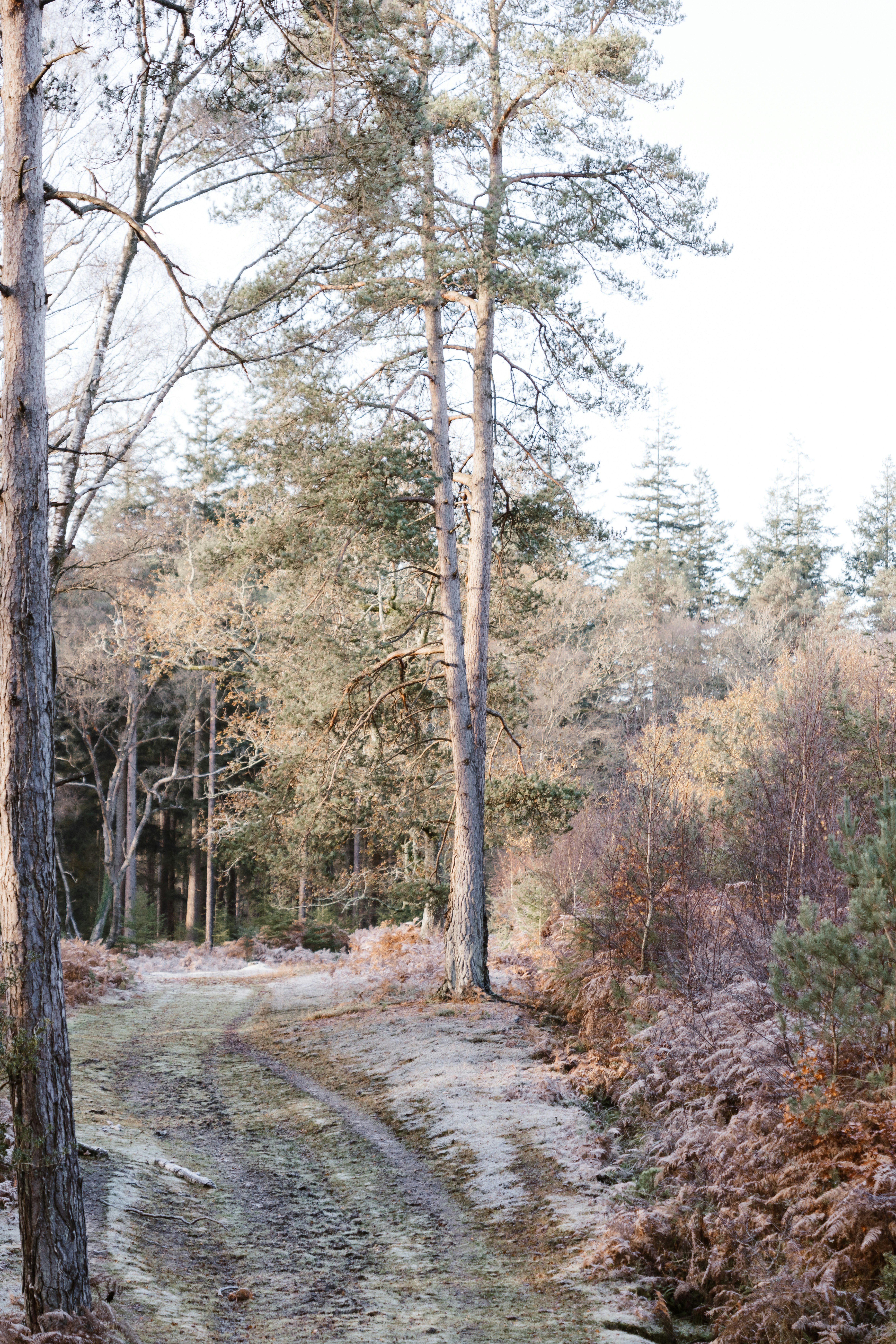 A dirt road in the middle of a forest