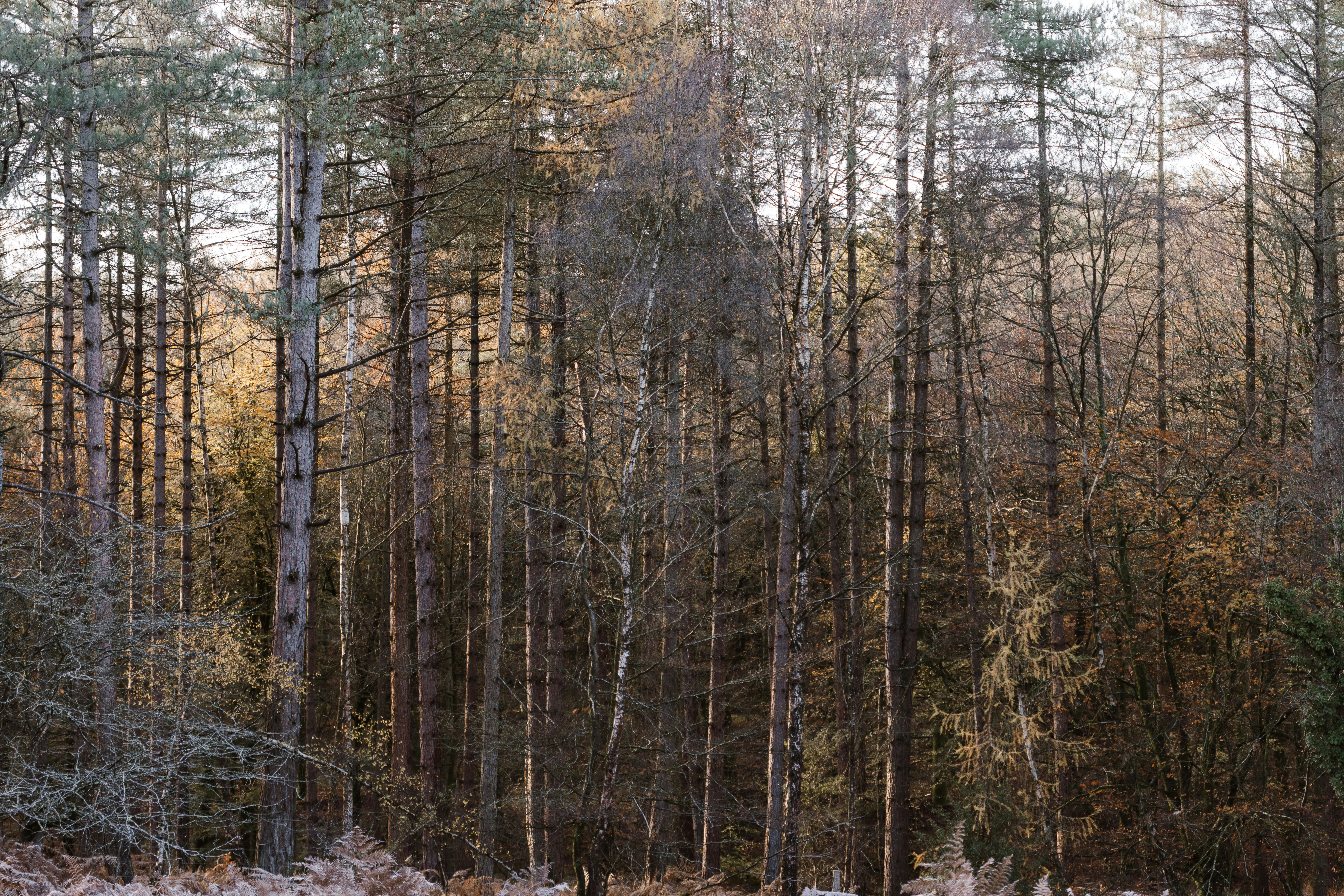 A herd of sheep grazing on a lush green field