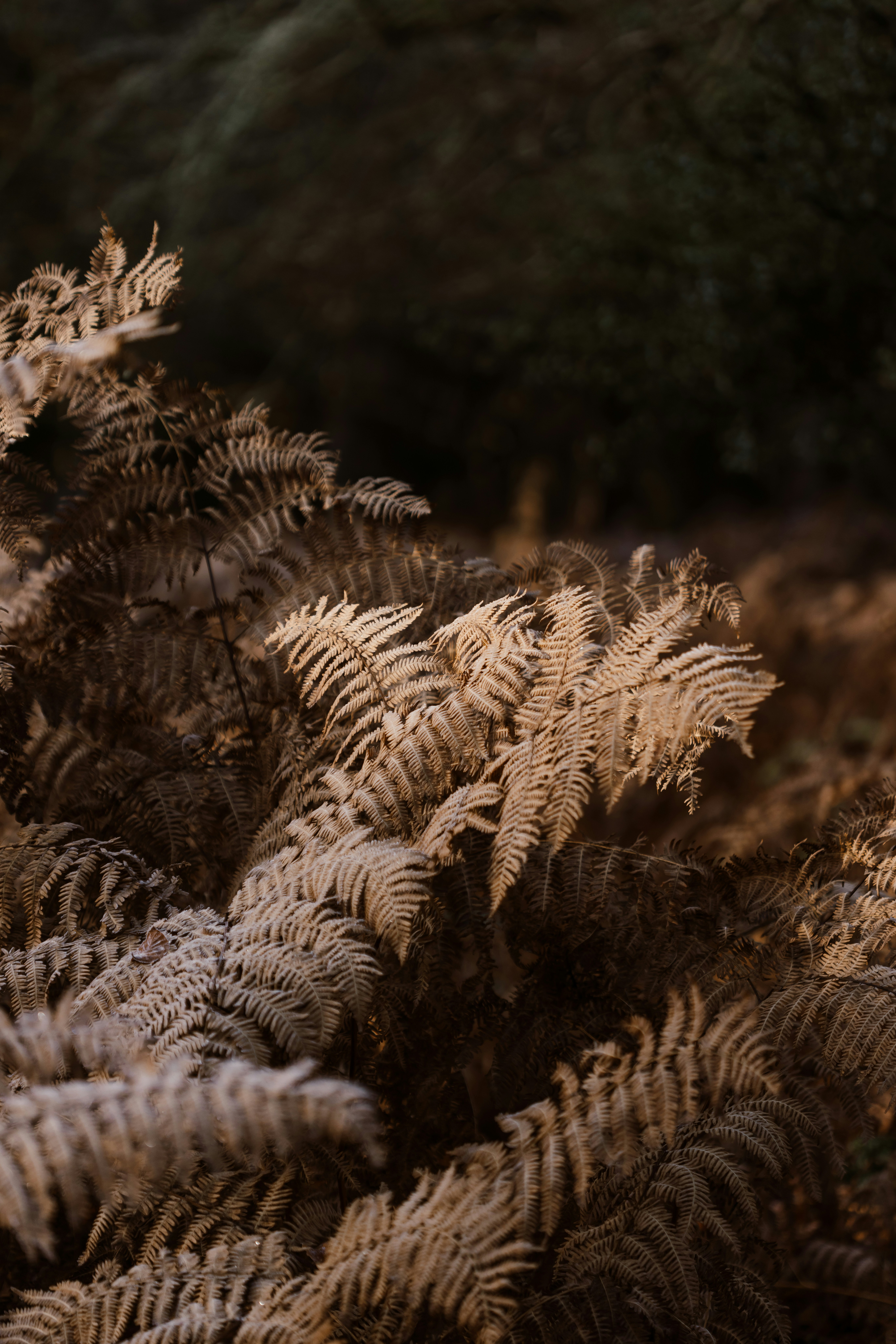 Photo by anniespratt