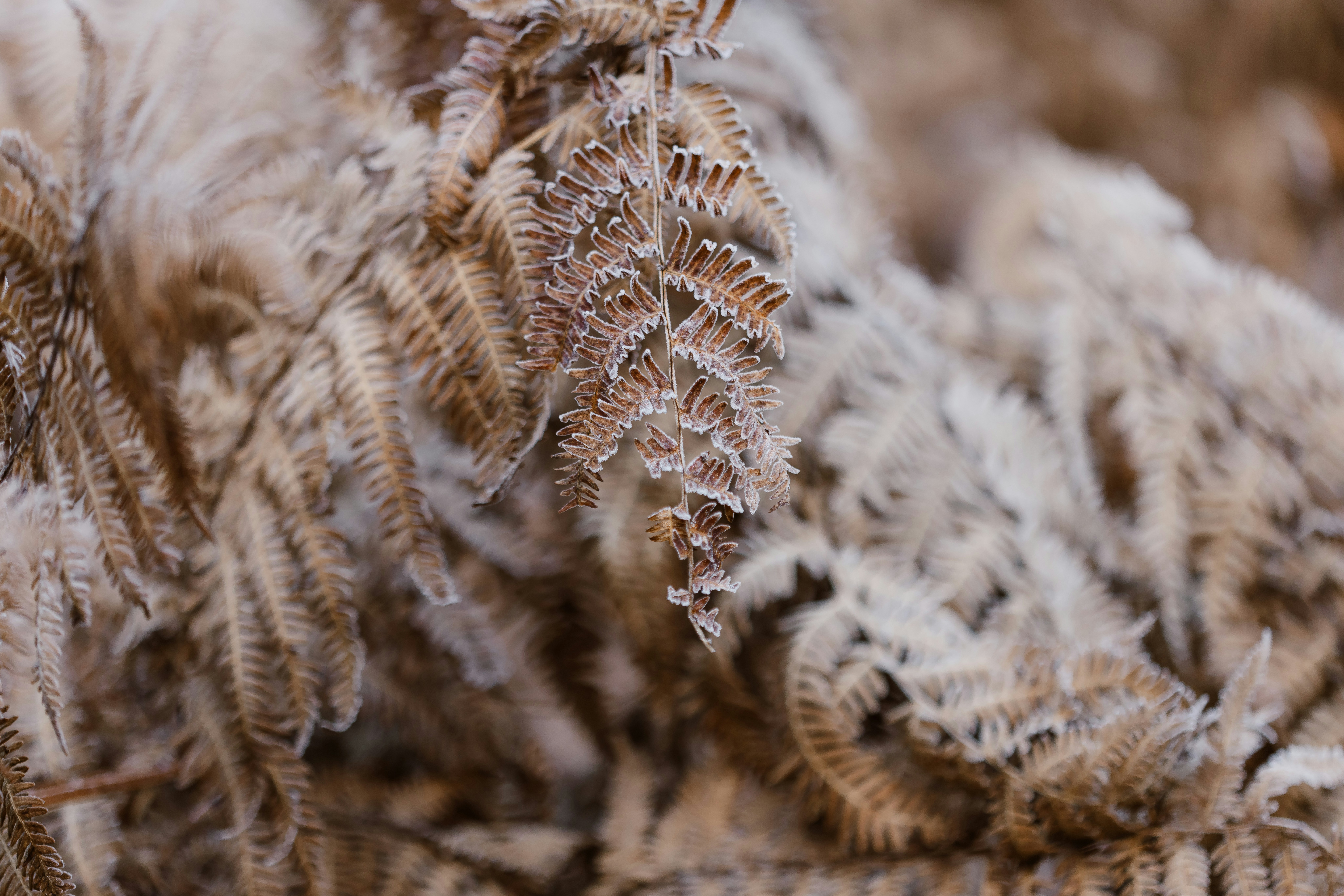 Photo by anniespratt