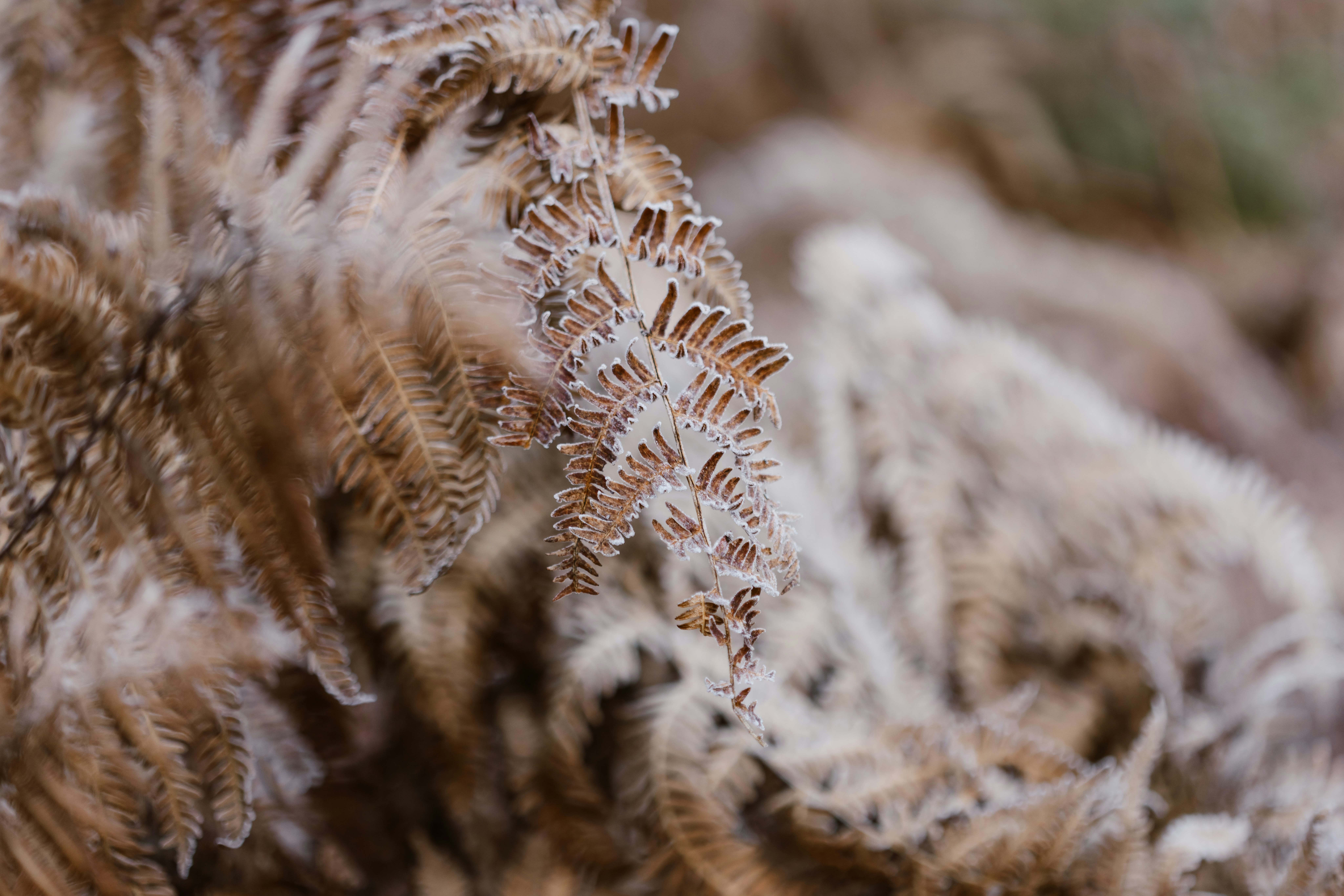 Photo by anniespratt