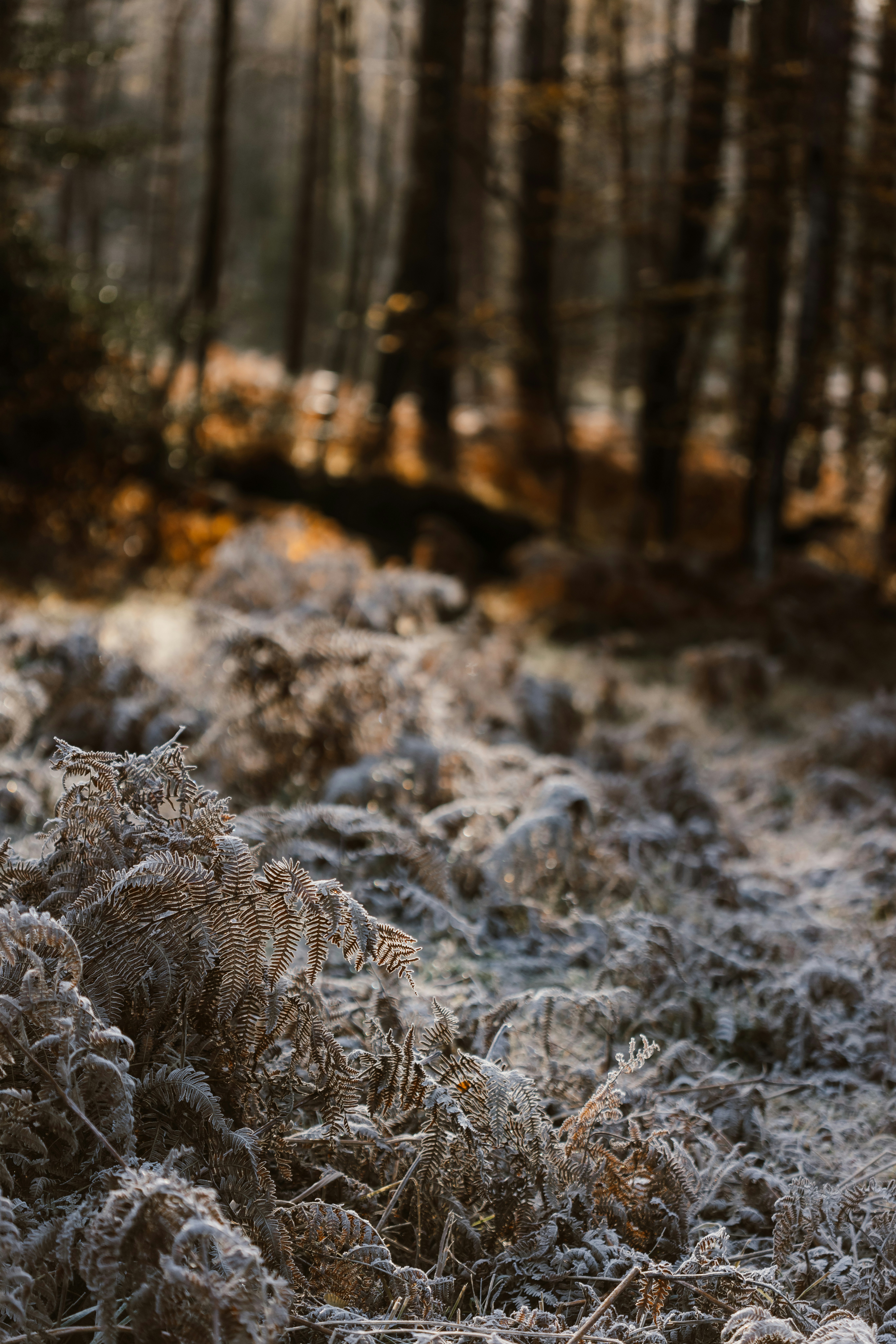 Photo by anniespratt