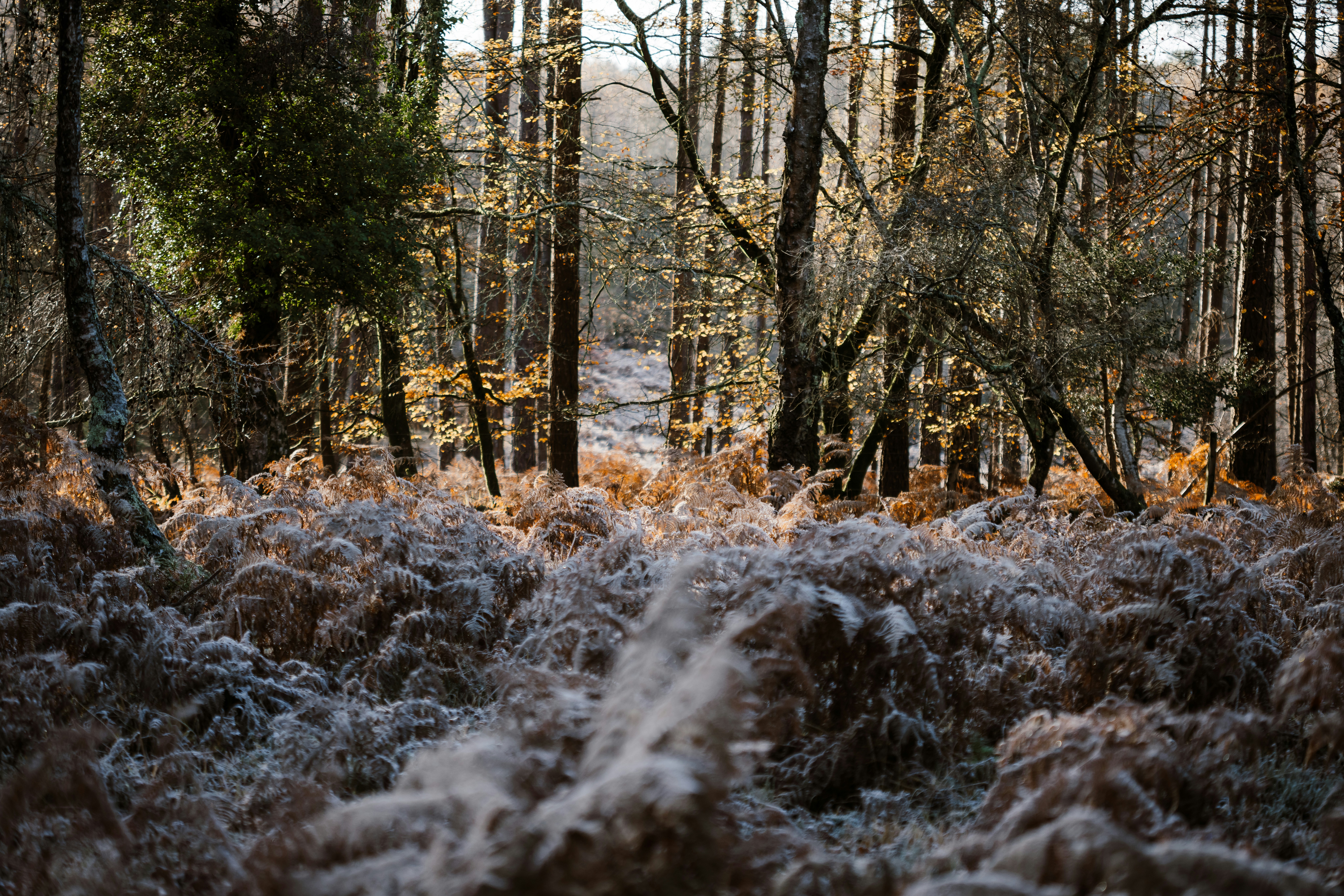 Photo by anniespratt