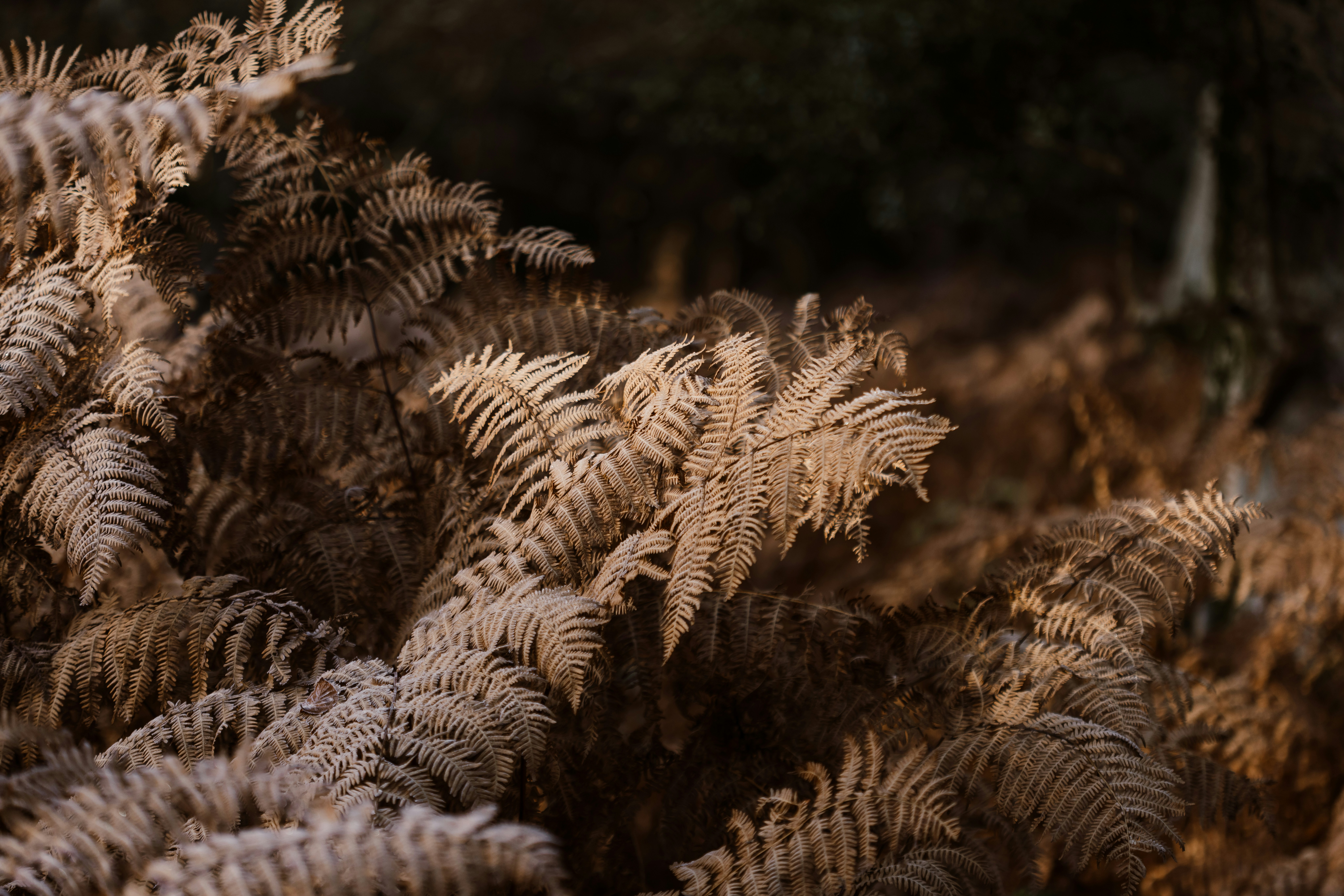 Photo by anniespratt