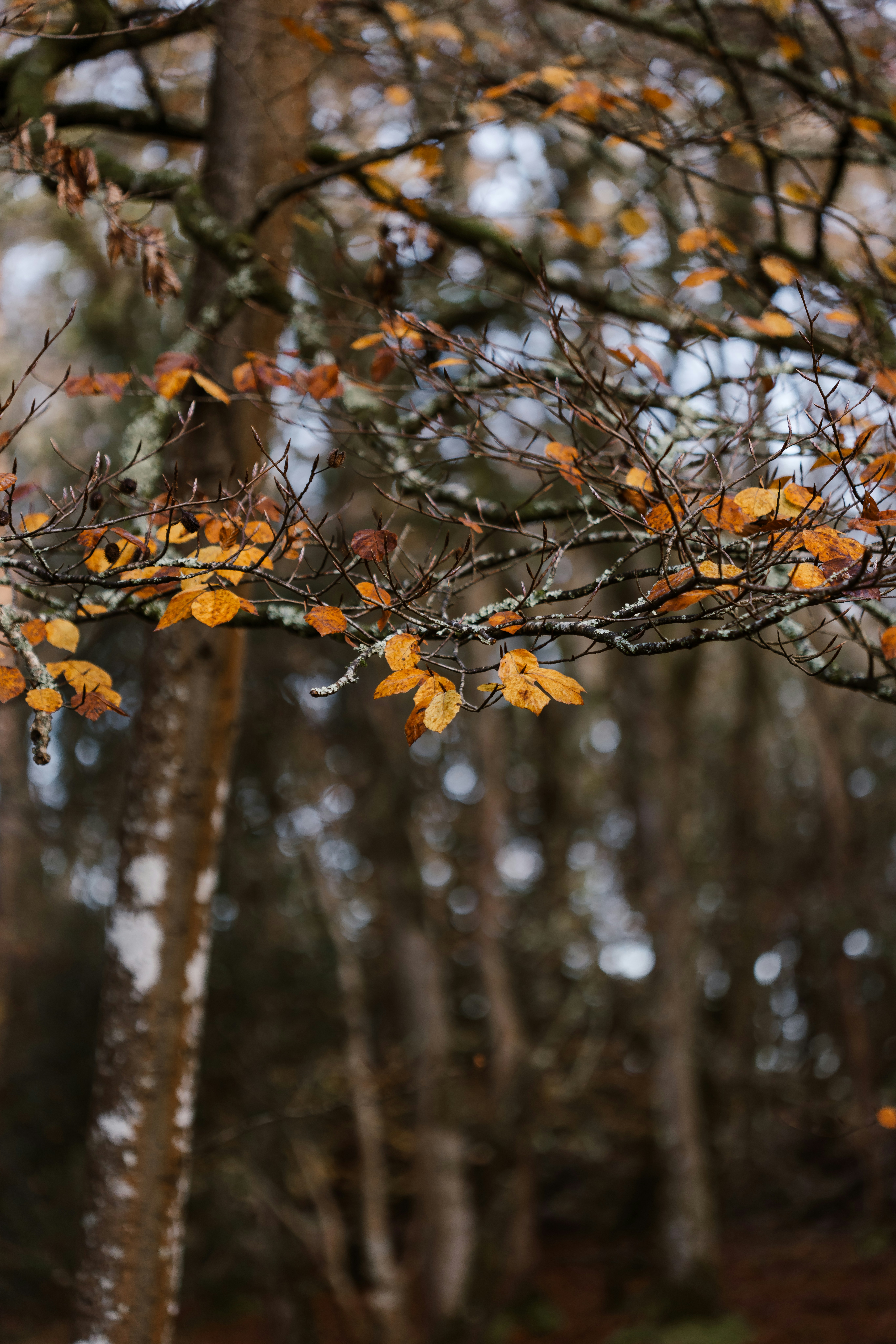 A tree with yellow leaves in a forest