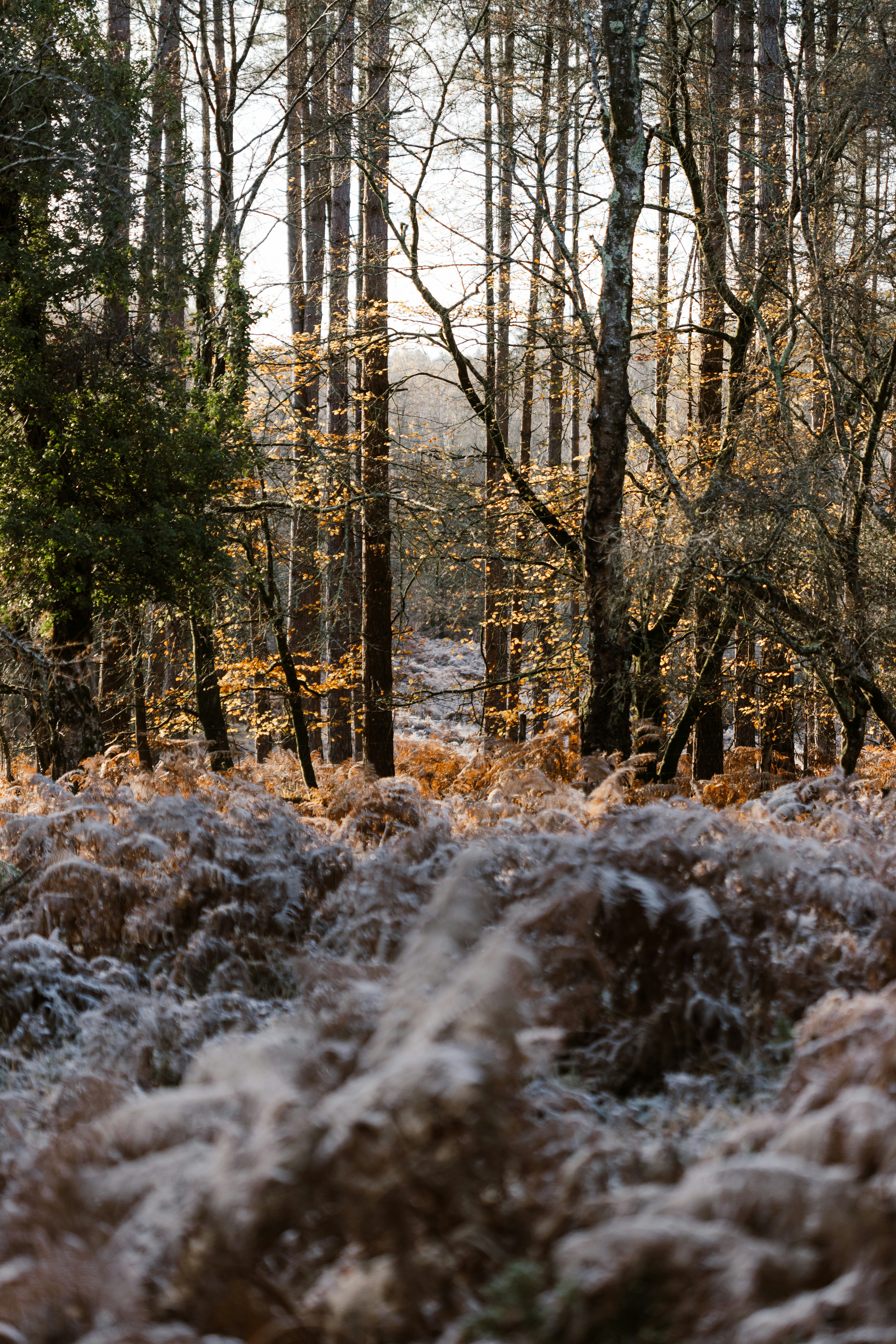 A forest filled with lots of trees covered in snow