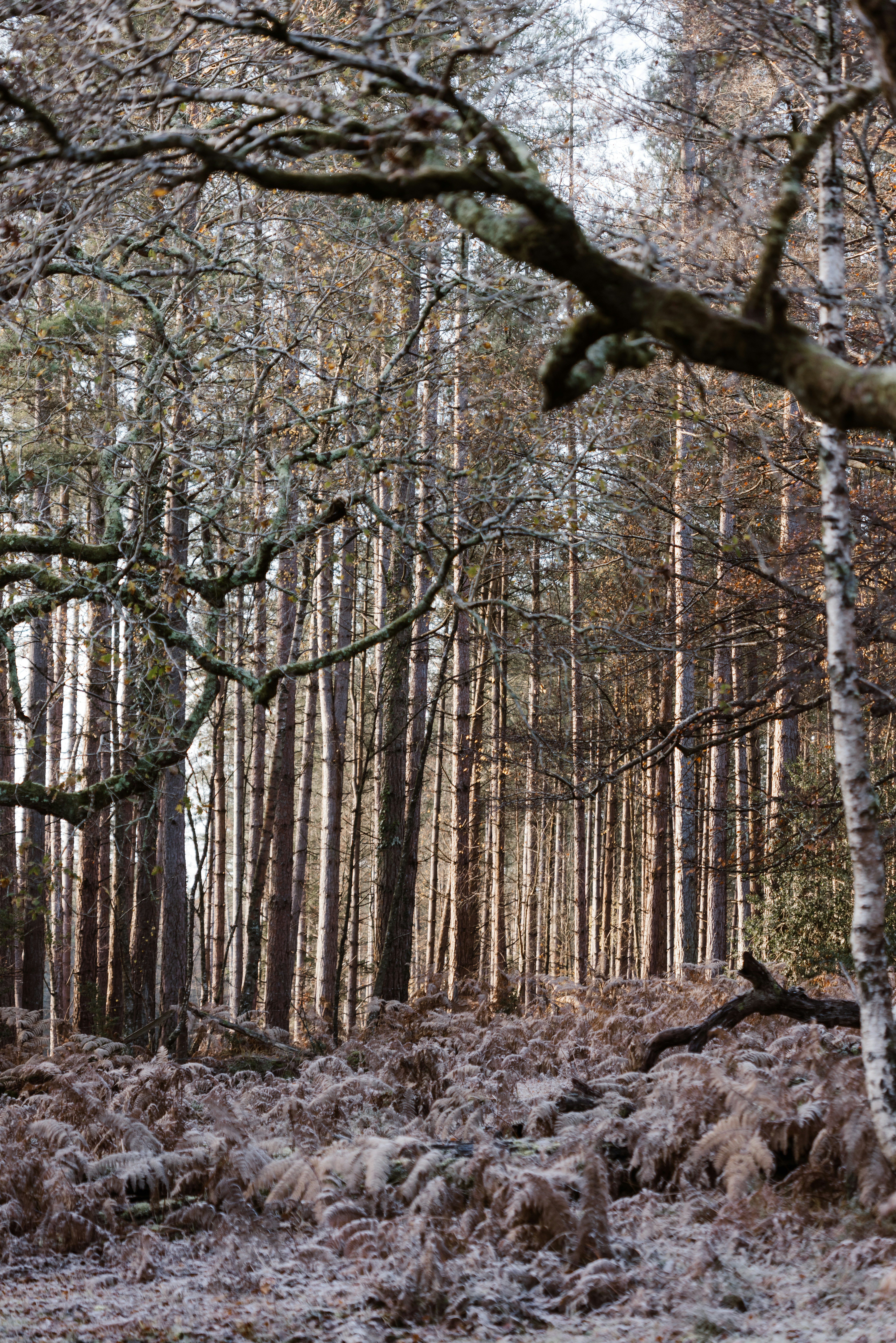 Photo by anniespratt