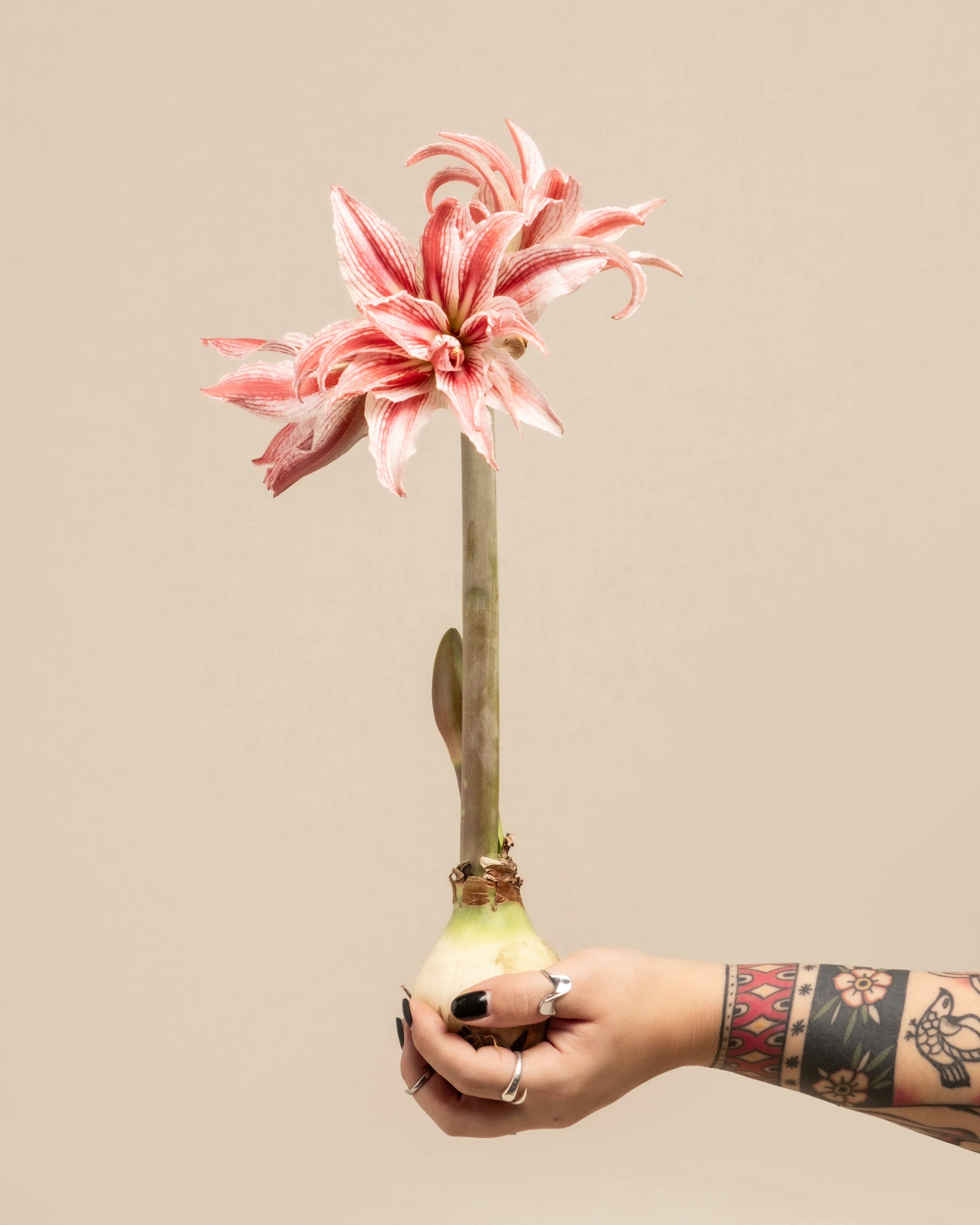 손에 꽃을 들고 있는 사람 사진 – Unsplash의 무료 식물 이미지, image size:3000x3750