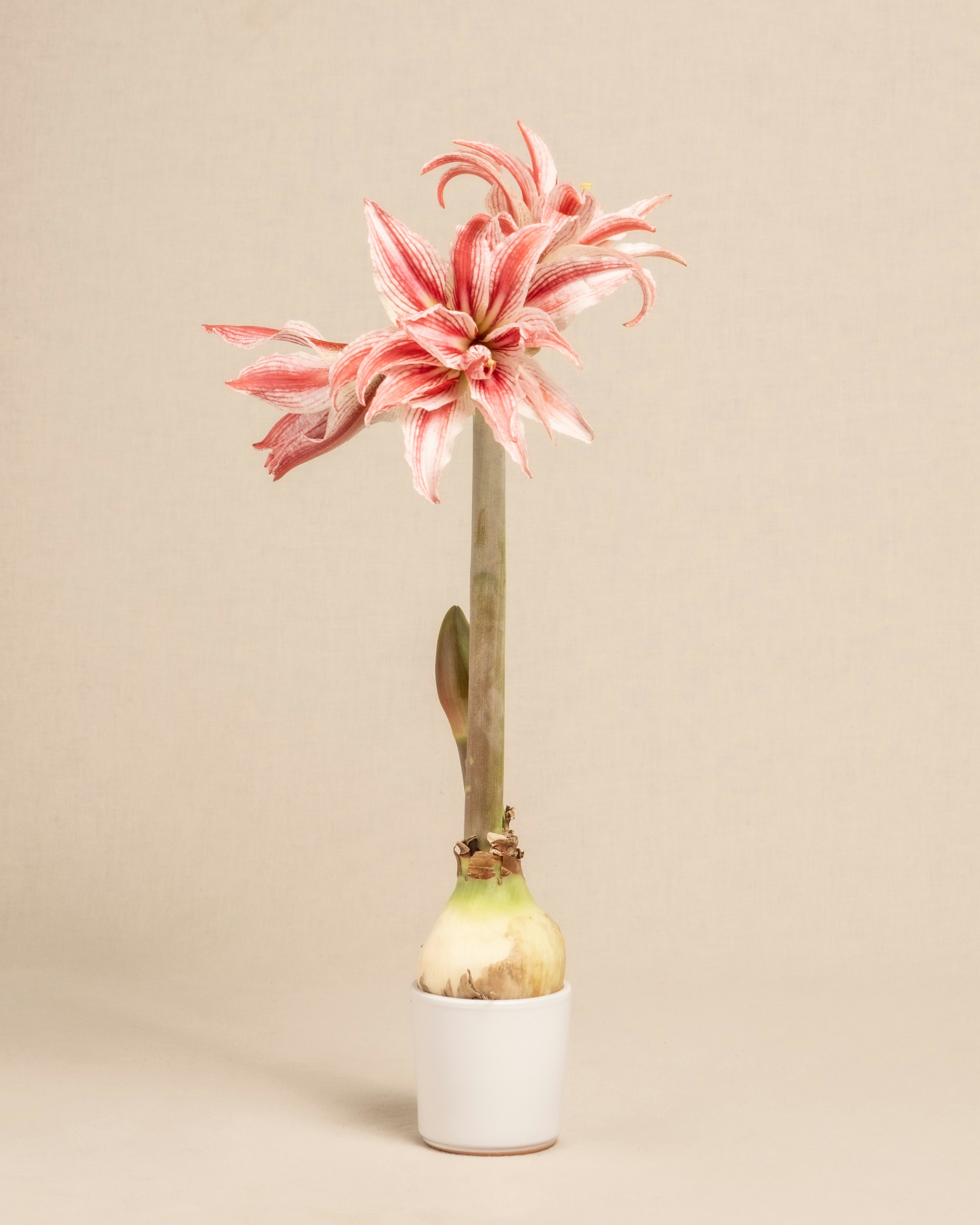 Photo by feeypflanzen