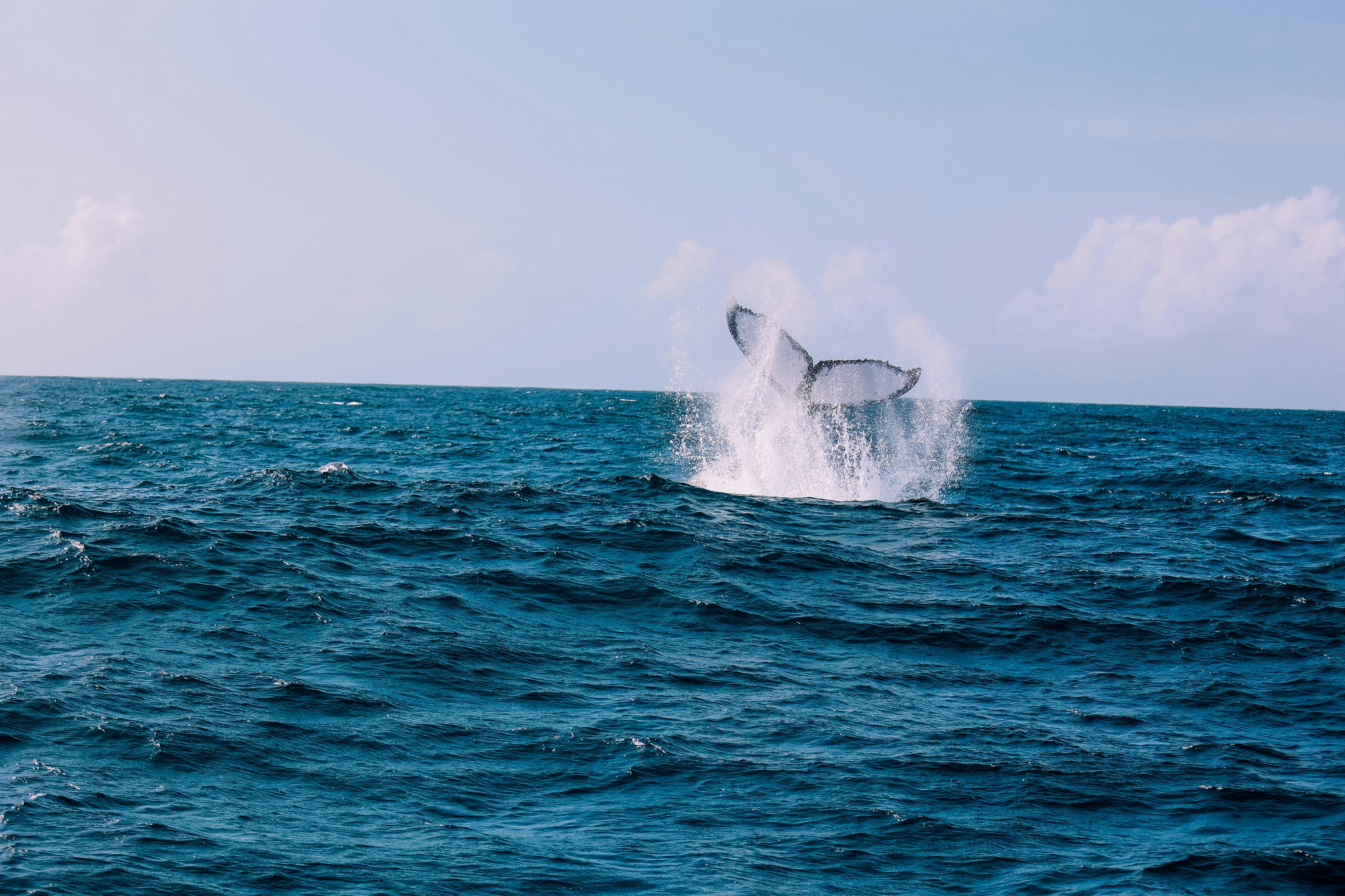 Photo by buluu_p0ppy