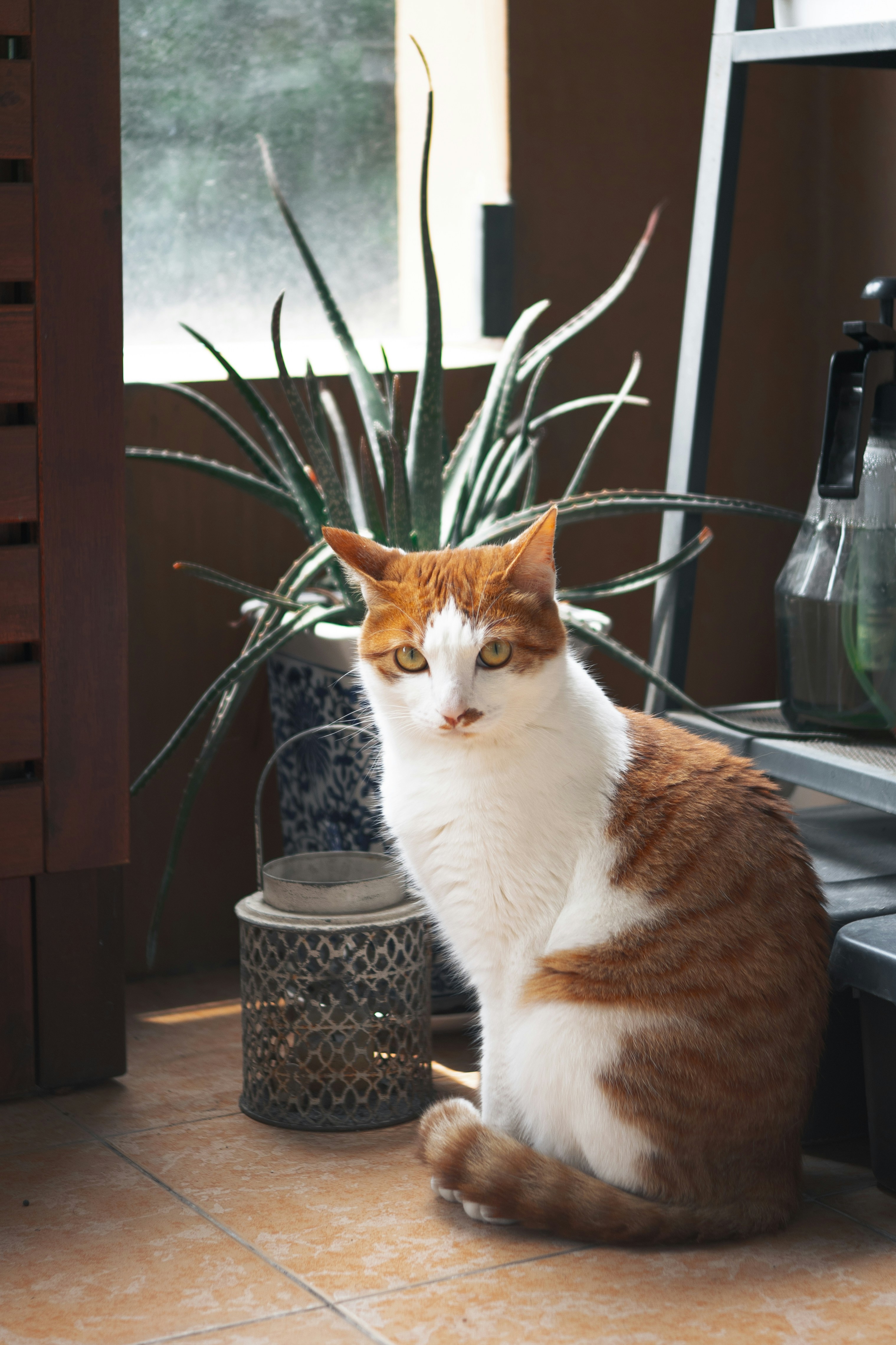 A cat sitting on the floor next to a potted plant photo – Free Cat ...