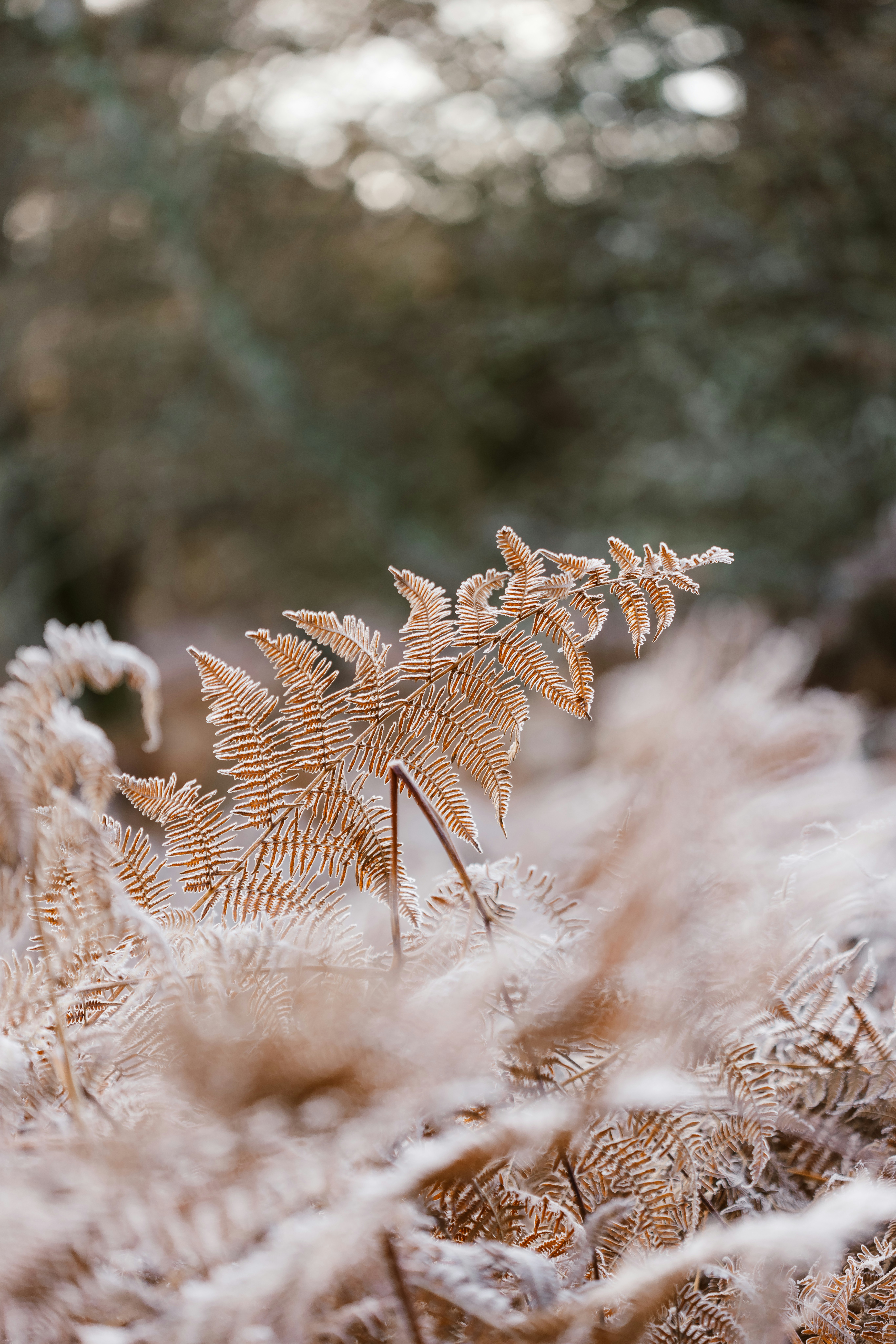 Photo by anniespratt