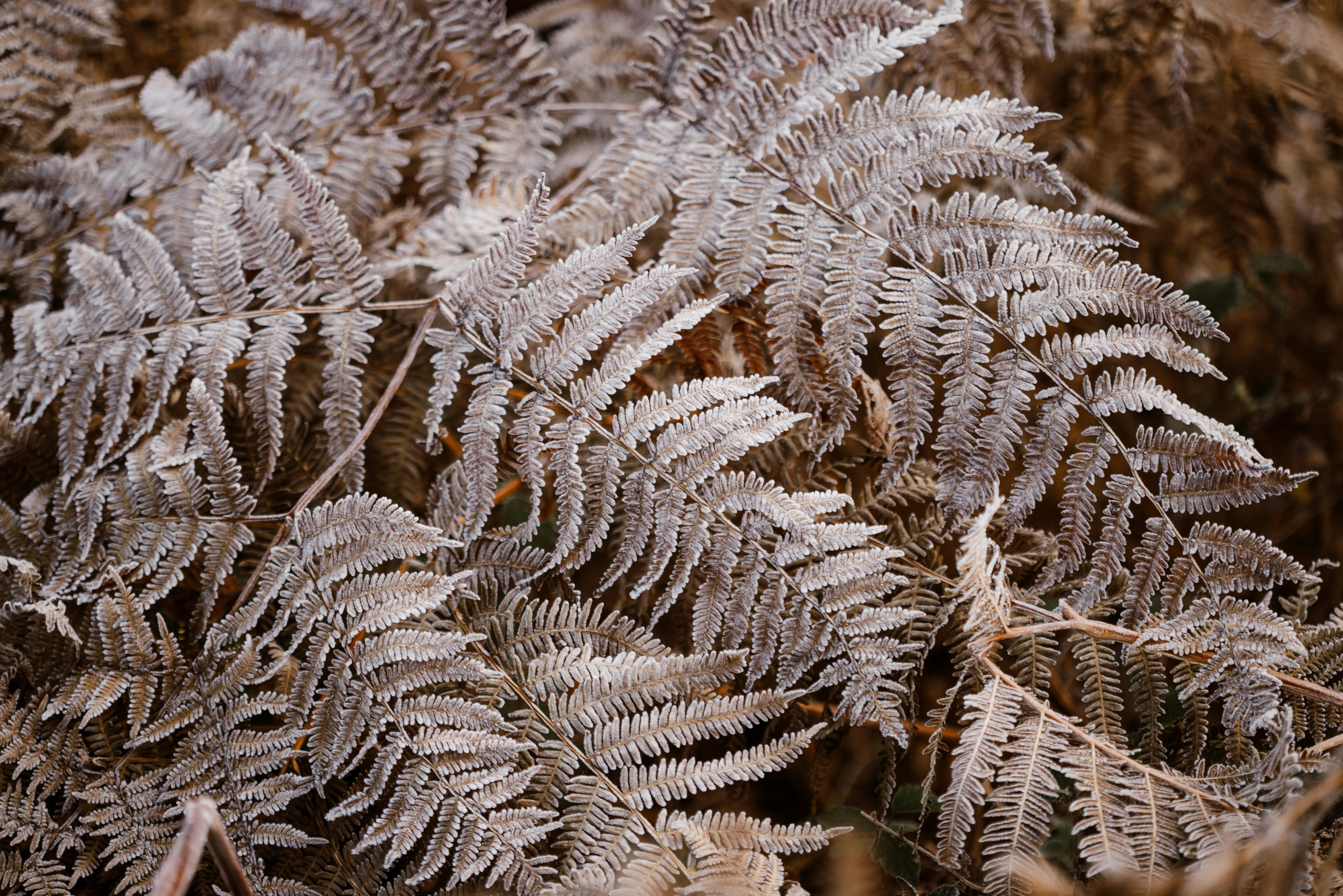 Photo by anniespratt