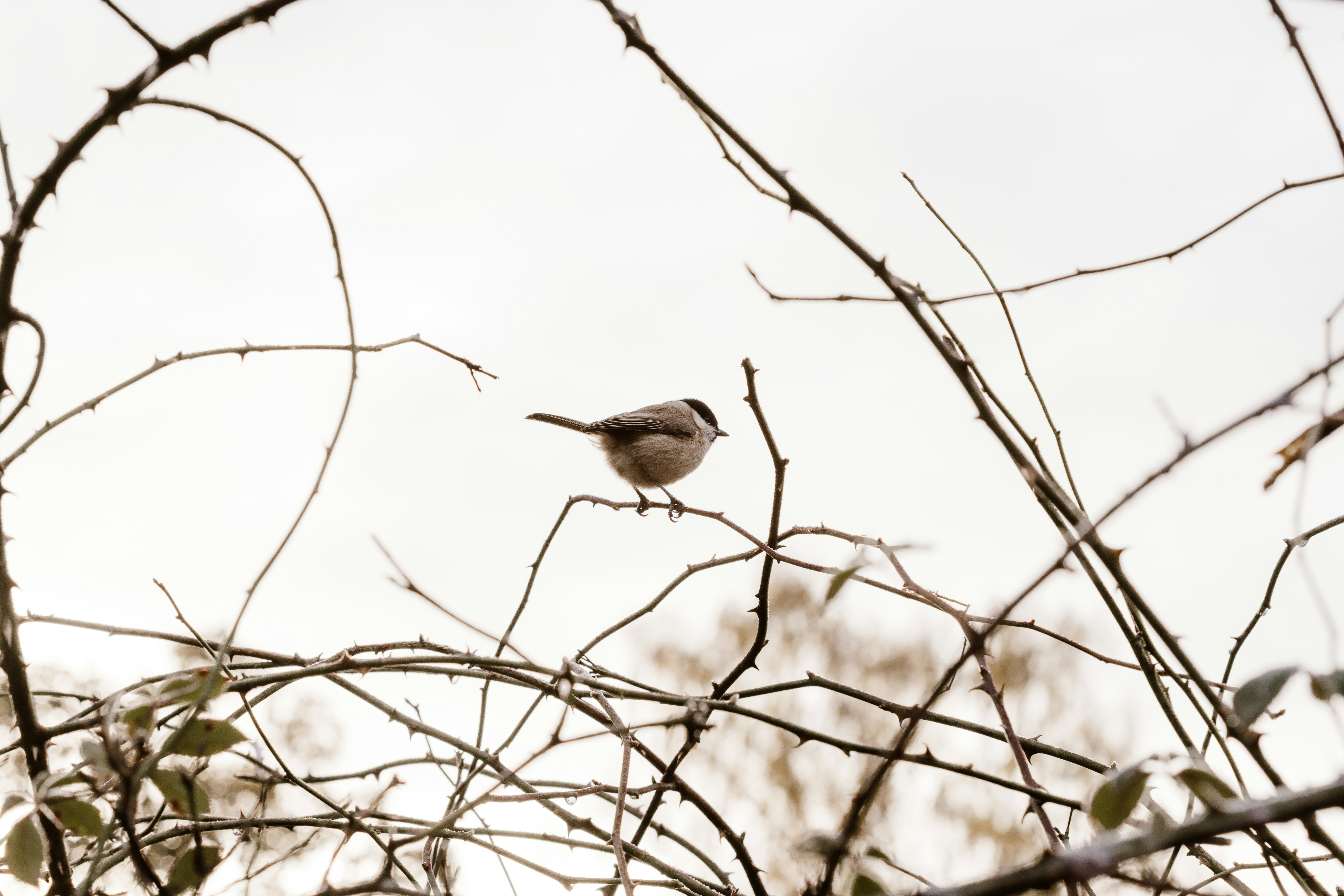 Photo by anniespratt