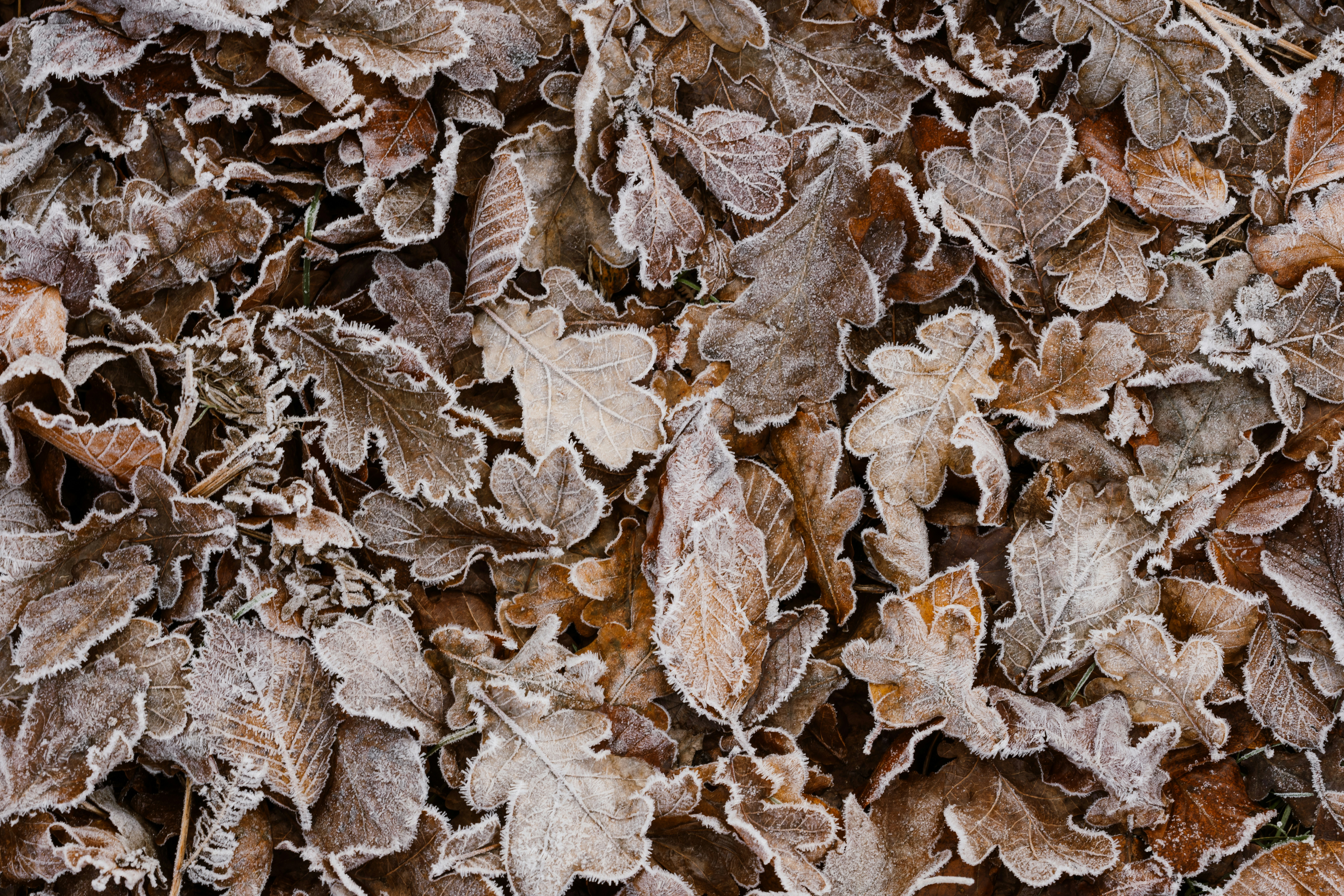 Photo by anniespratt