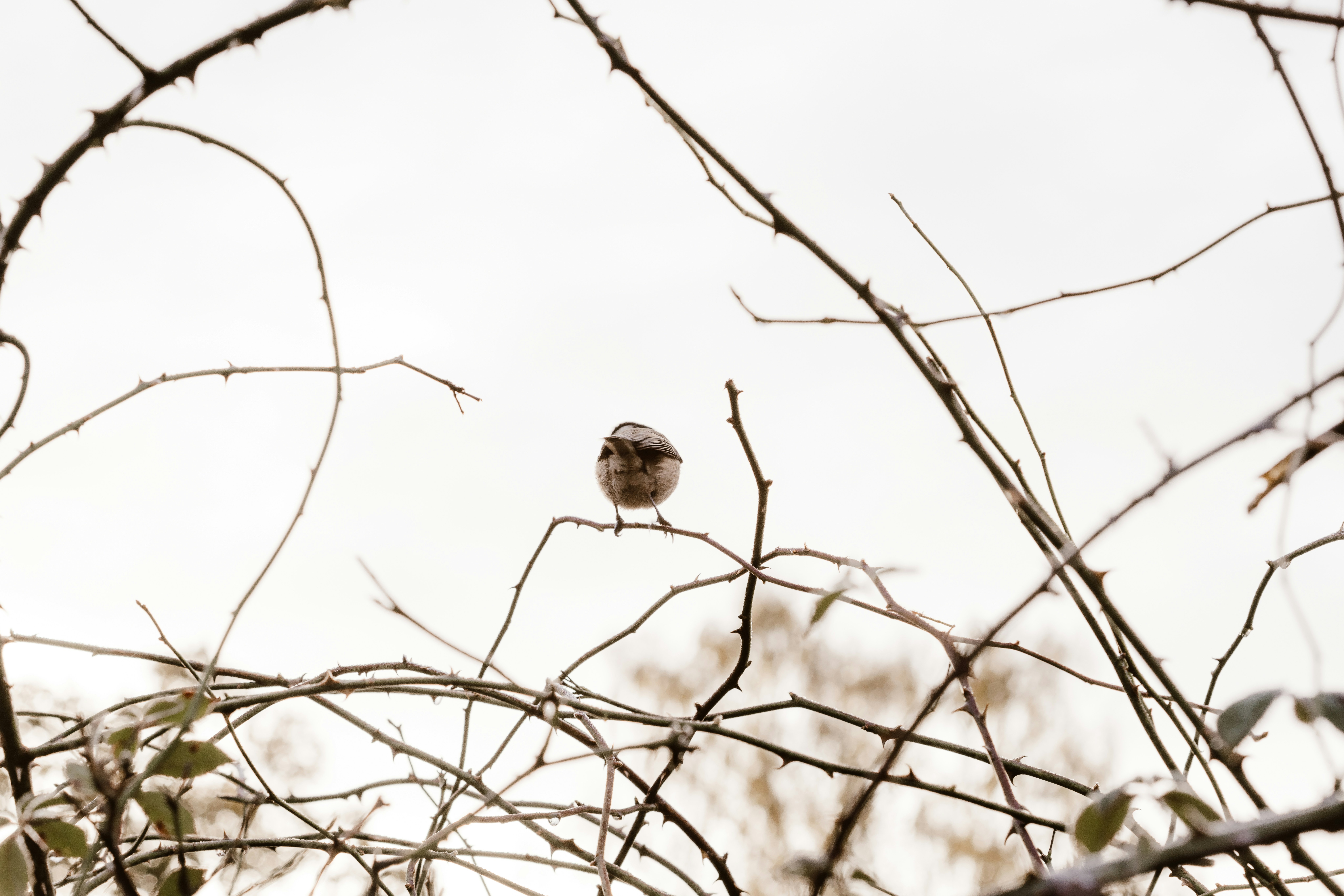 Photo by anniespratt