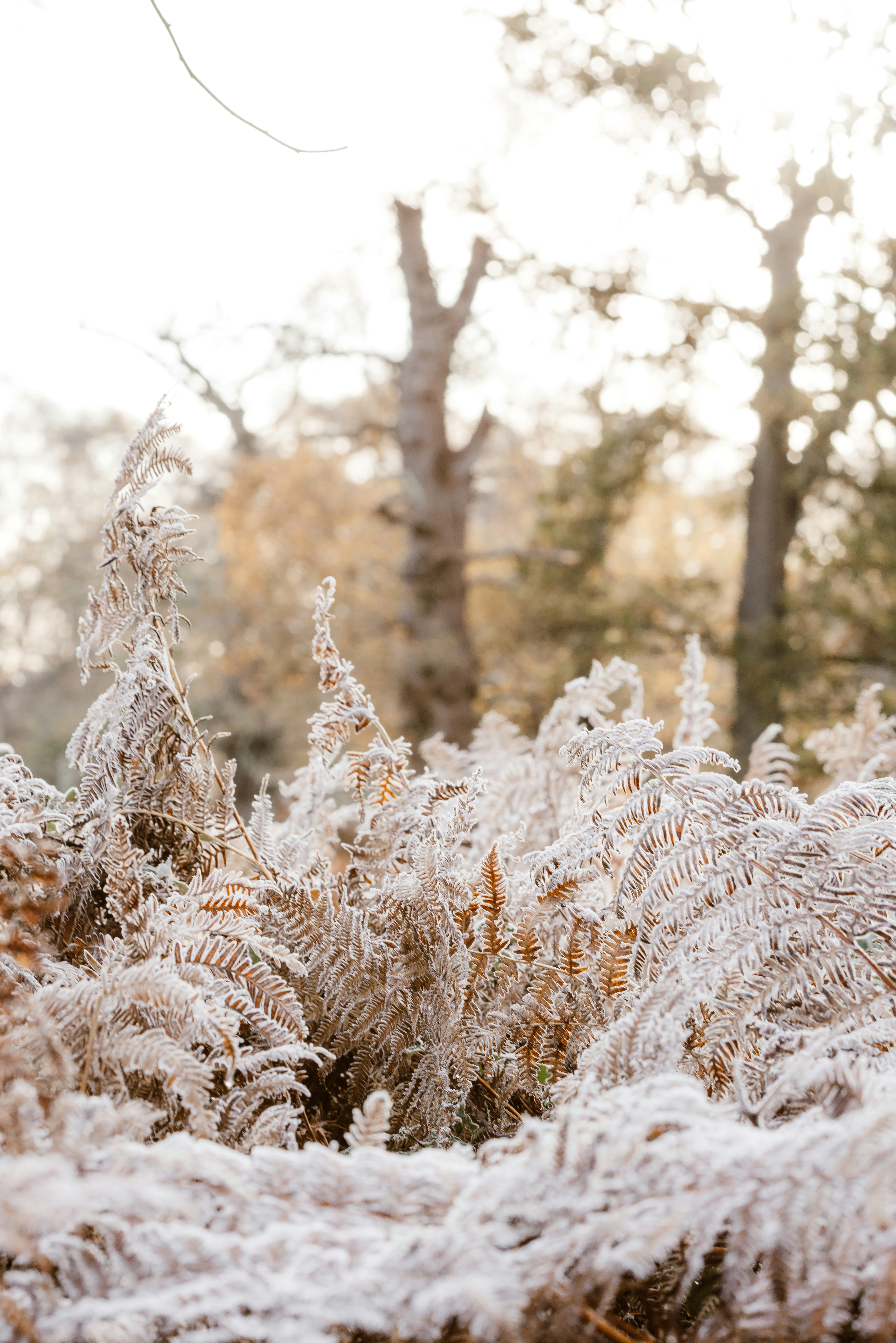 A field of grass covered in snow next to trees