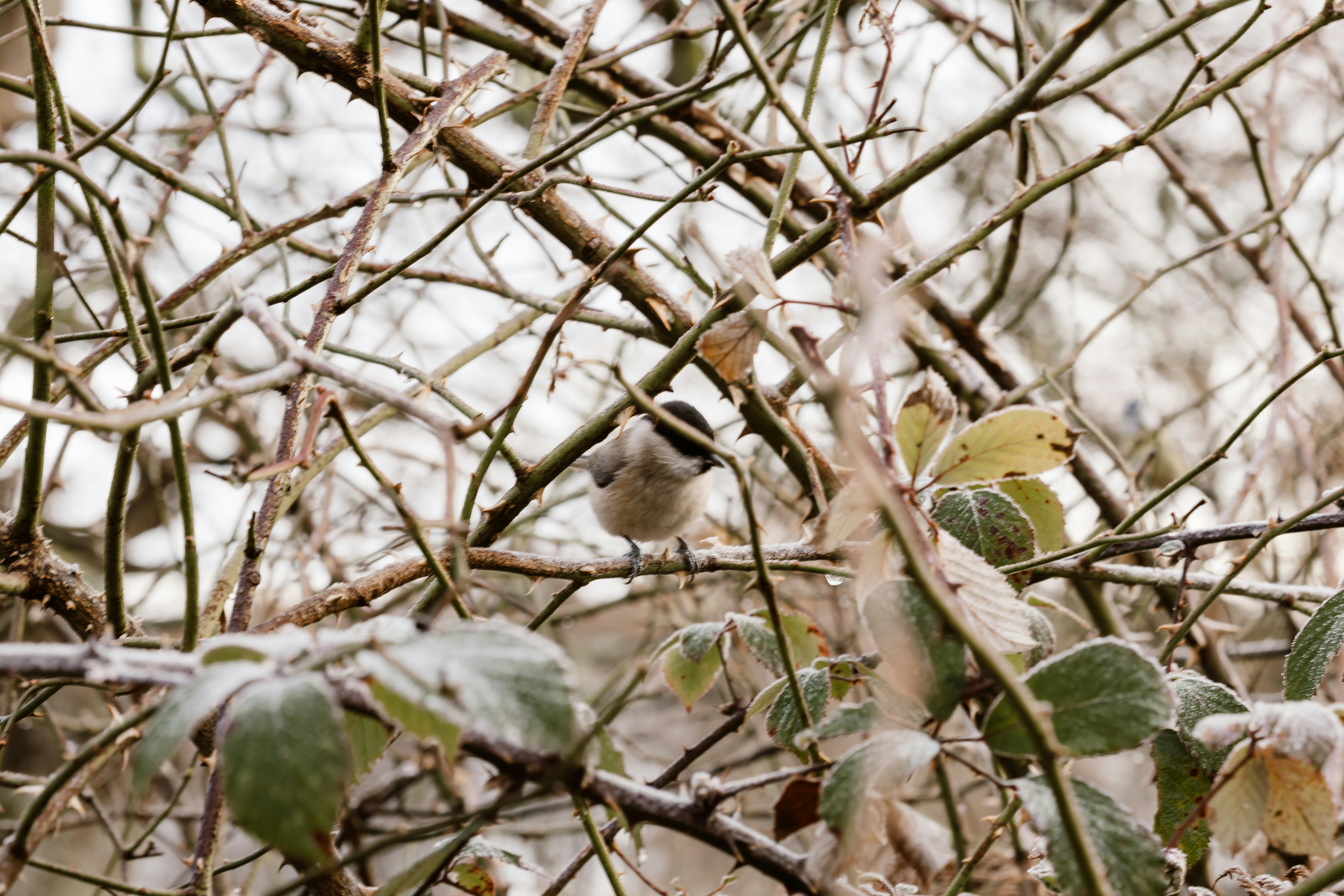Photo by anniespratt